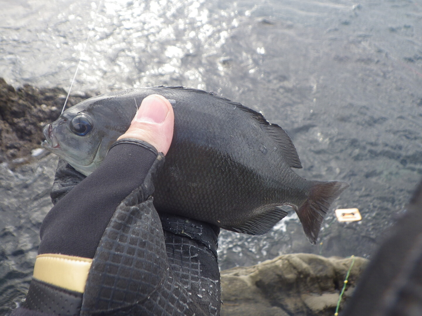 年明け 地磯釣行で嫁さんに釣り負ける Wakabaさんの天神山 千葉県 館山野鳥の森の活動日記 Yamap ヤマップ