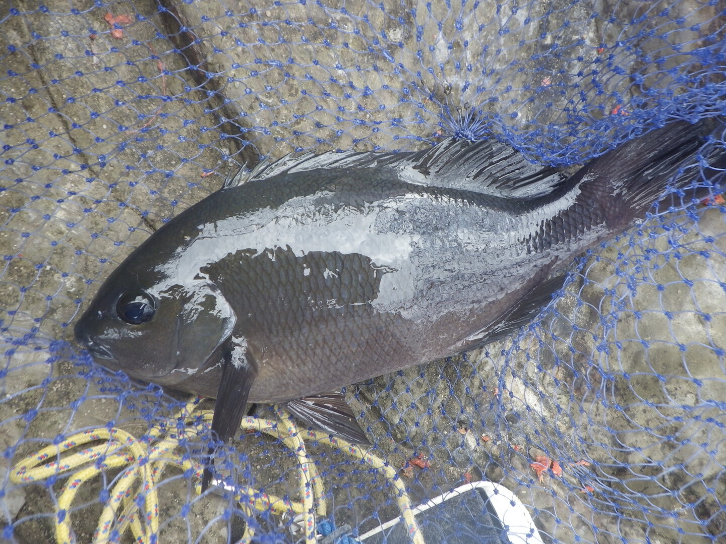 年明け 地磯釣行で嫁さんに釣り負ける Wakabaさんの天神山 千葉県 館山野鳥の森の活動日記 Yamap ヤマップ