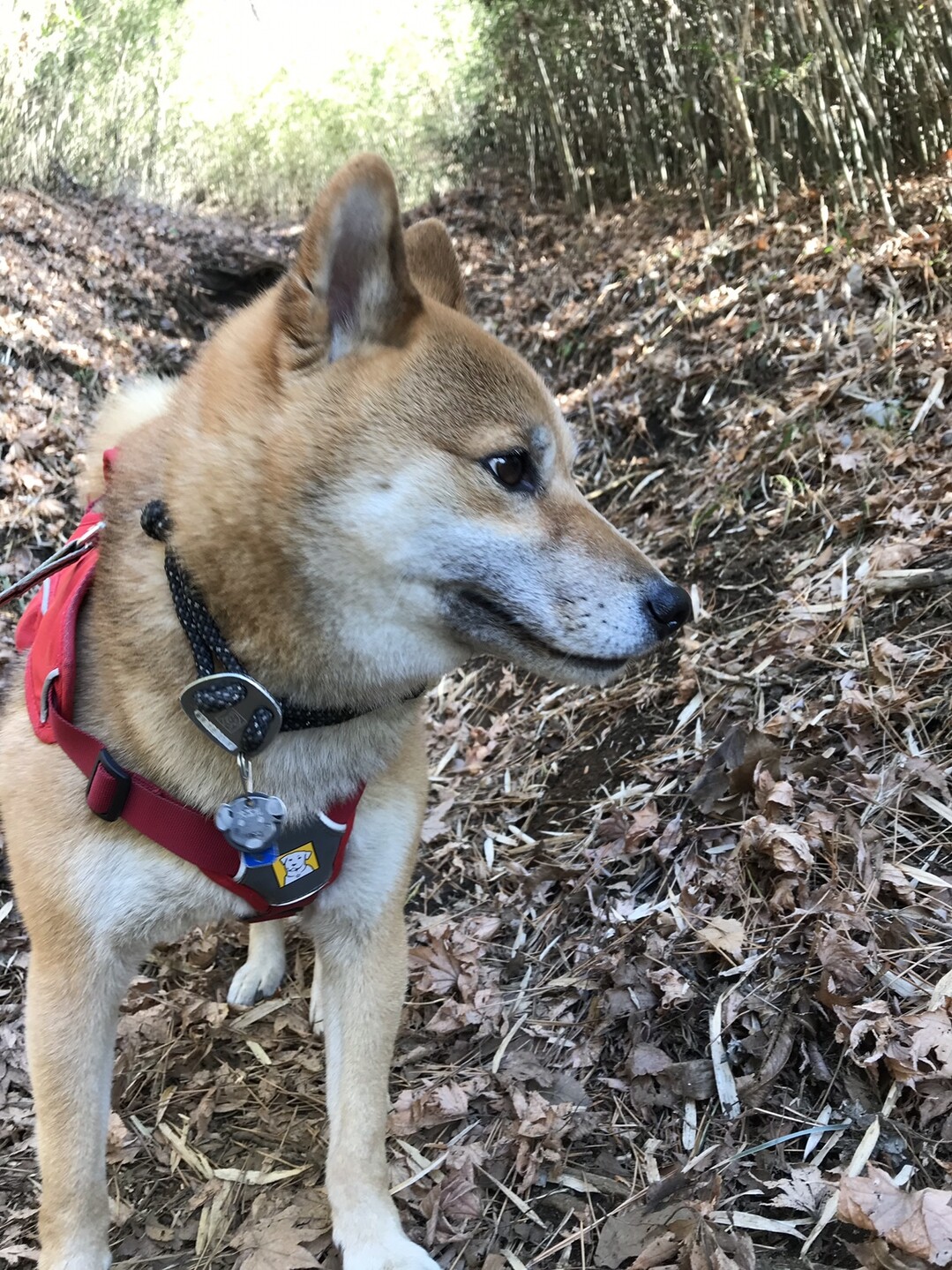 犬連れ 明星ヶ岳 明神ヶ岳 金時山 明神ヶ岳の写真6枚目 大豆はやっぱりキツネ顔 マズル長い Yamap ヤマップ