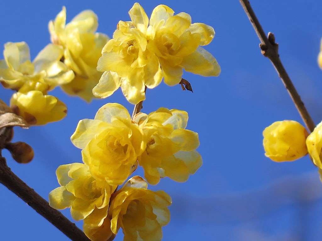 ロウバイの里と後閑城址 Iiyamaさんの中山道 安中宿 松井田宿 の活動日記 Yamap ヤマップ