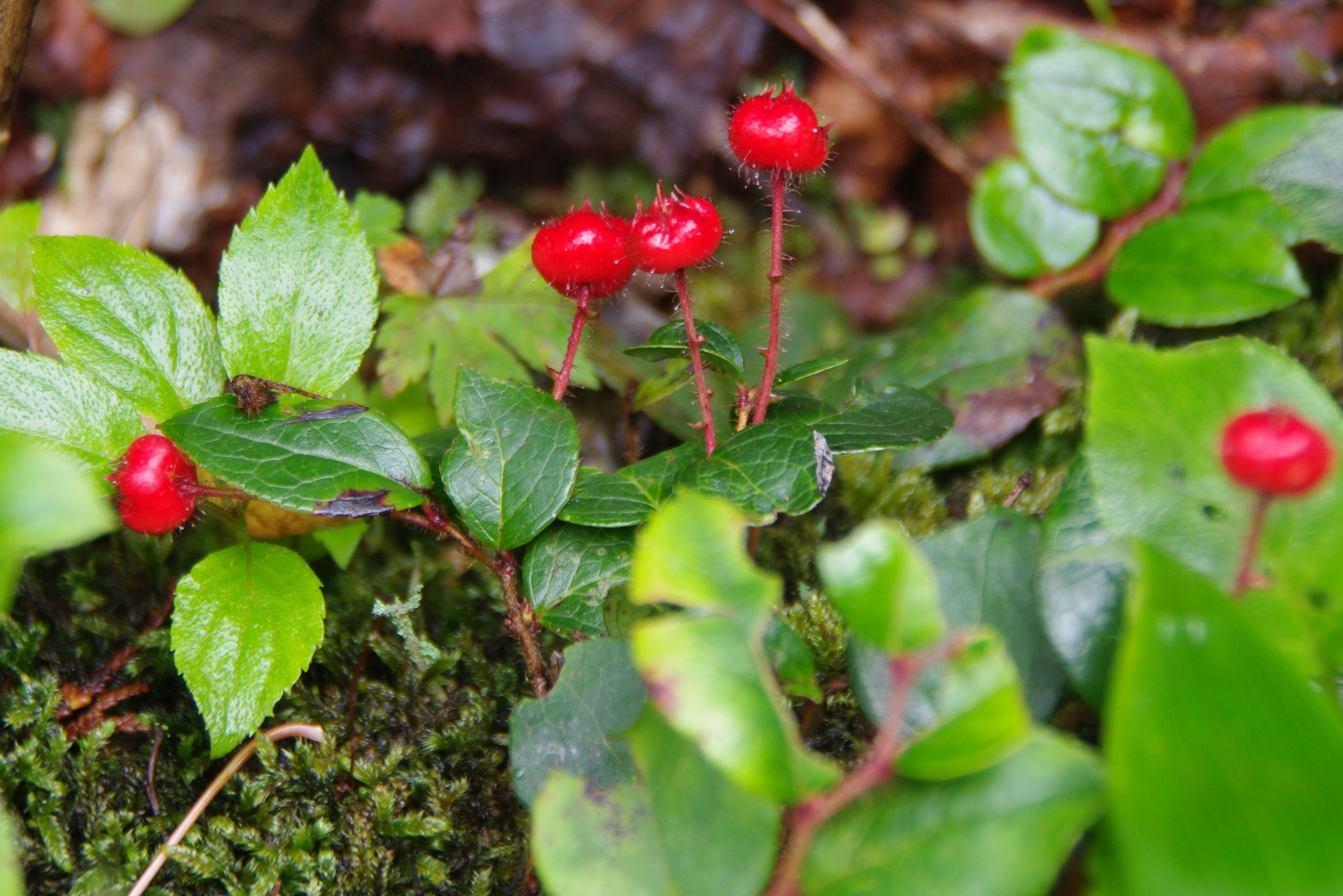 滋賀のお山の草木の実たち 鈴鹿 比良 伊吹の果実特集 ヤマノボラー Minaphmさんの琵琶湖 北側の活動日記 Yamap ヤマップ