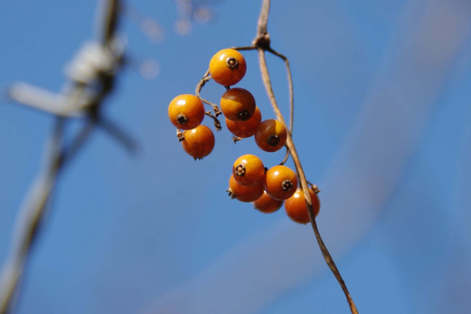 滋賀のお山の草木の実たち 鈴鹿 比良 伊吹の果実特集 琵琶湖 北側の写真42枚目 ヘクソカズラ アカネ科ヘクソカズラ属 な Yamap ヤマップ