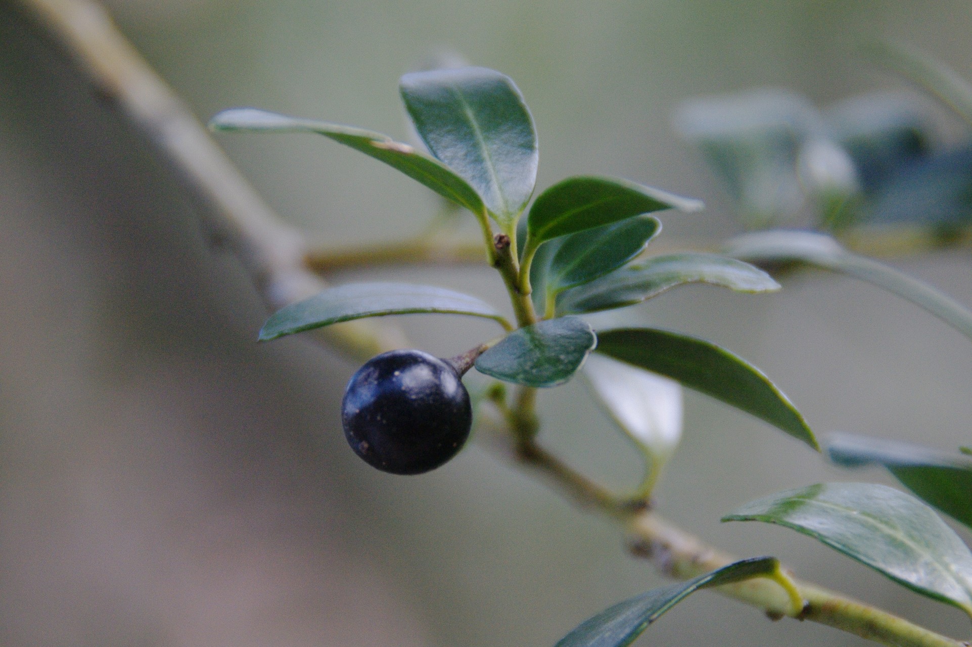 滋賀のお山の草木の実たち 鈴鹿 比良 伊吹の果実特集 ヤマノボラー Minaphmさんの琵琶湖 北側の活動日記 Yamap ヤマップ