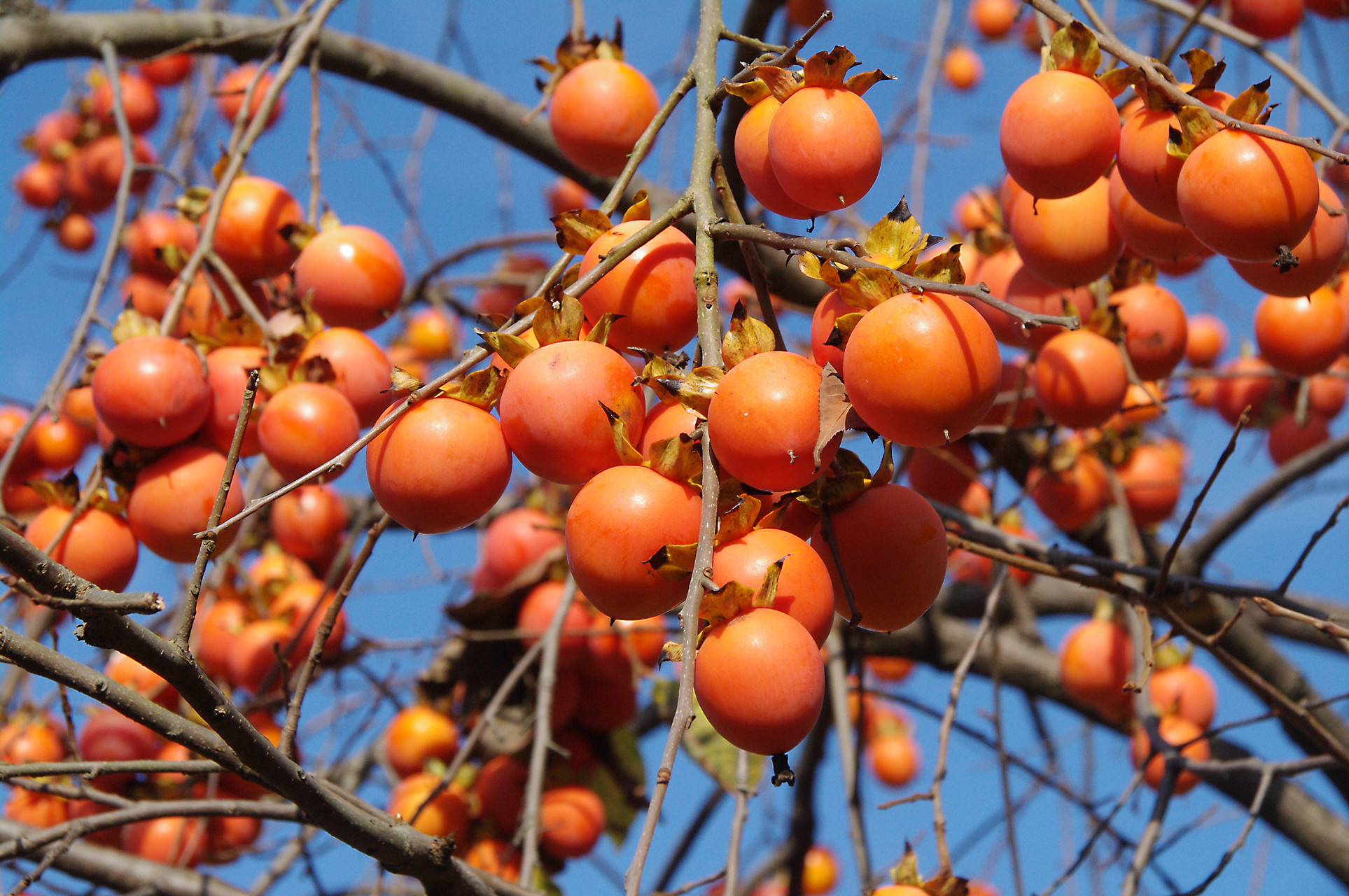 滋賀のお山の草木の実たち 鈴鹿 比良 伊吹の果実特集 ヤマノボラー Minaphmさんの琵琶湖 北側の活動日記 Yamap ヤマップ