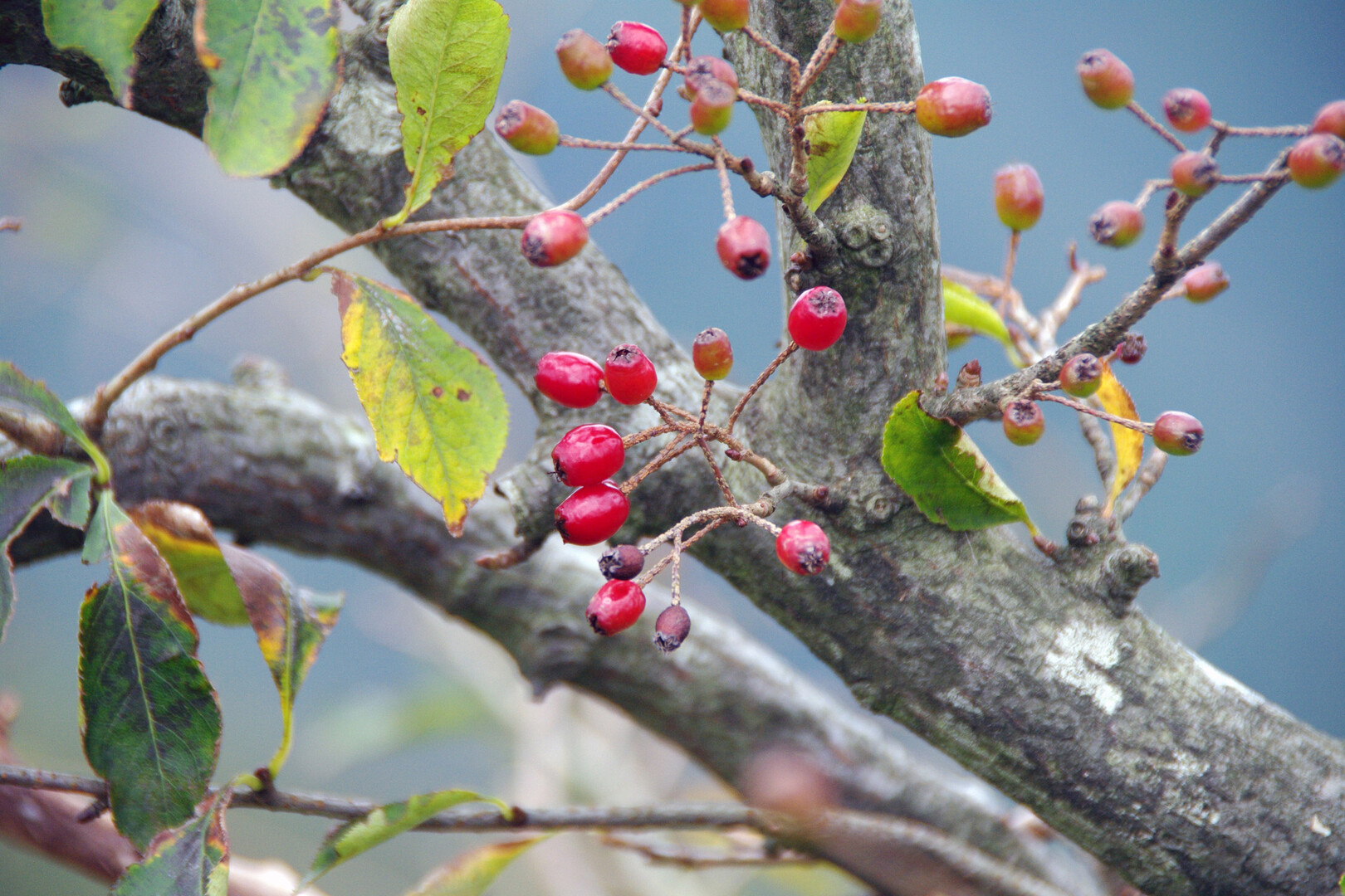 滋賀のお山の草木の実たち 鈴鹿 比良 伊吹の果実特集 琵琶湖 北側の写真10枚目 カマツカ バラ科カマツカ属 鎌の柄にする Yamap ヤマップ