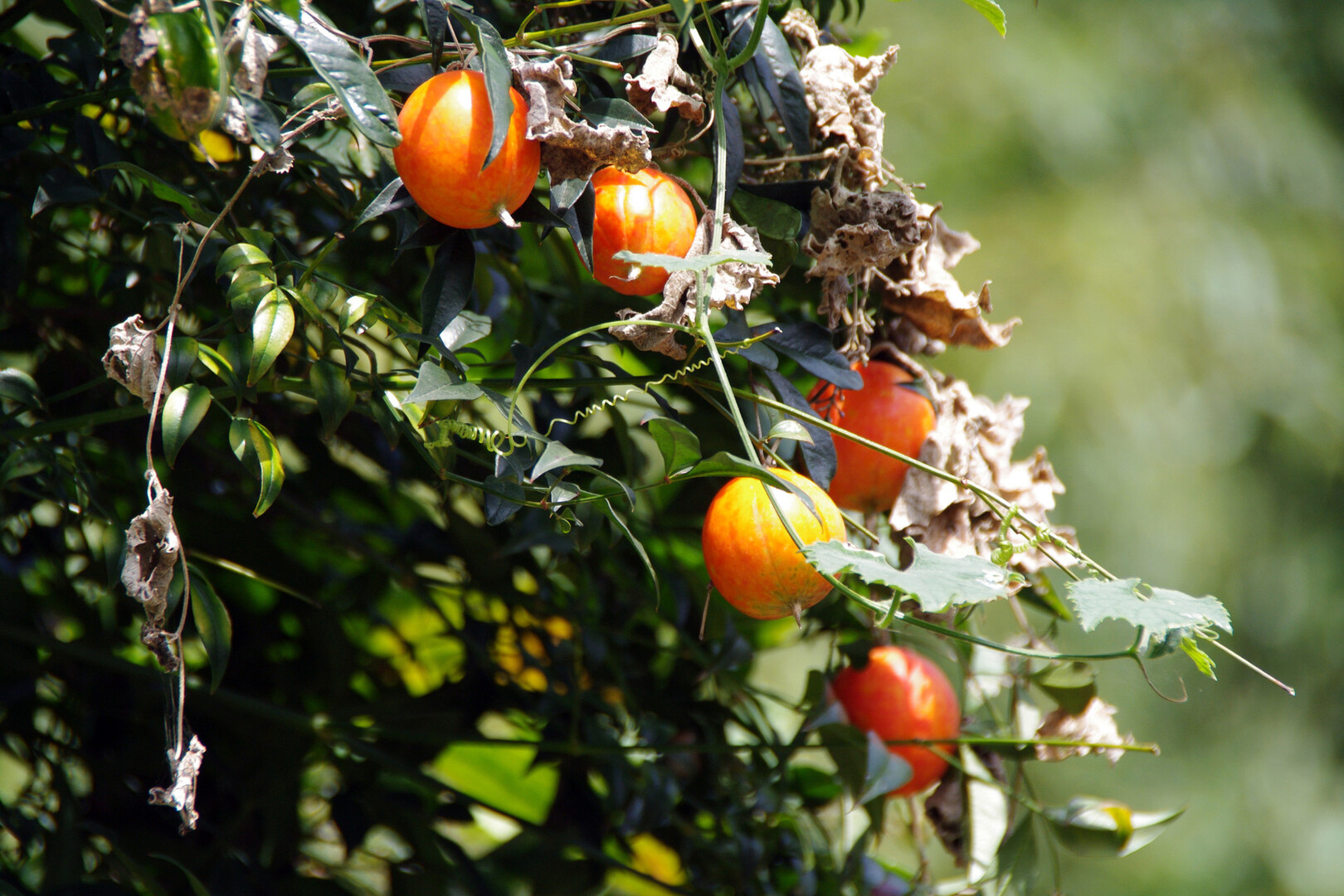 滋賀のお山の草木の実たち 鈴鹿 比良 伊吹の果実特集 琵琶湖 北側の写真46枚目 マルミノカラスウリ ウリ科カラスウリ属 Yamap ヤマップ