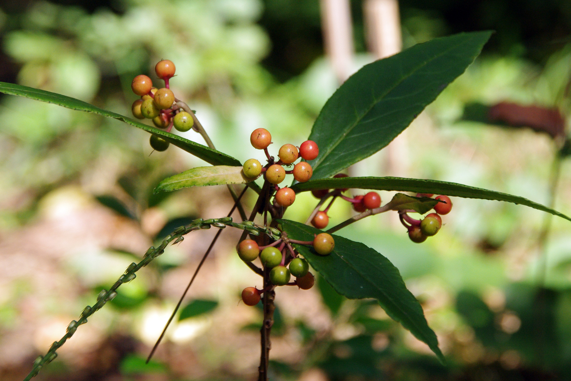 人気のダウンロード 千両 葉が黒くなる