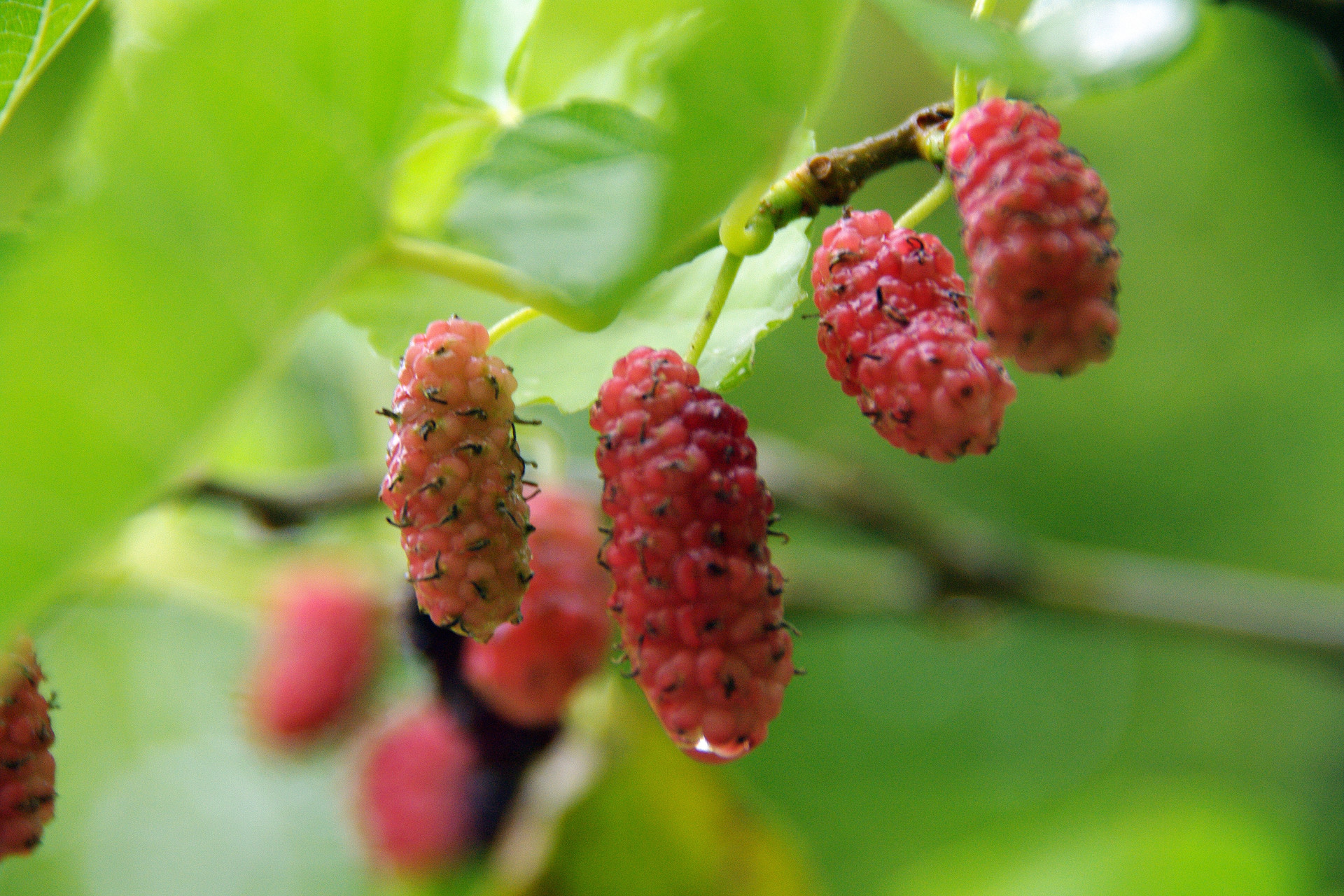 滋賀のお山の草木の実たち 鈴鹿 比良 伊吹の果実特集 ヤマノボラー Minaphmさんの琵琶湖 北側の活動日記 Yamap ヤマップ