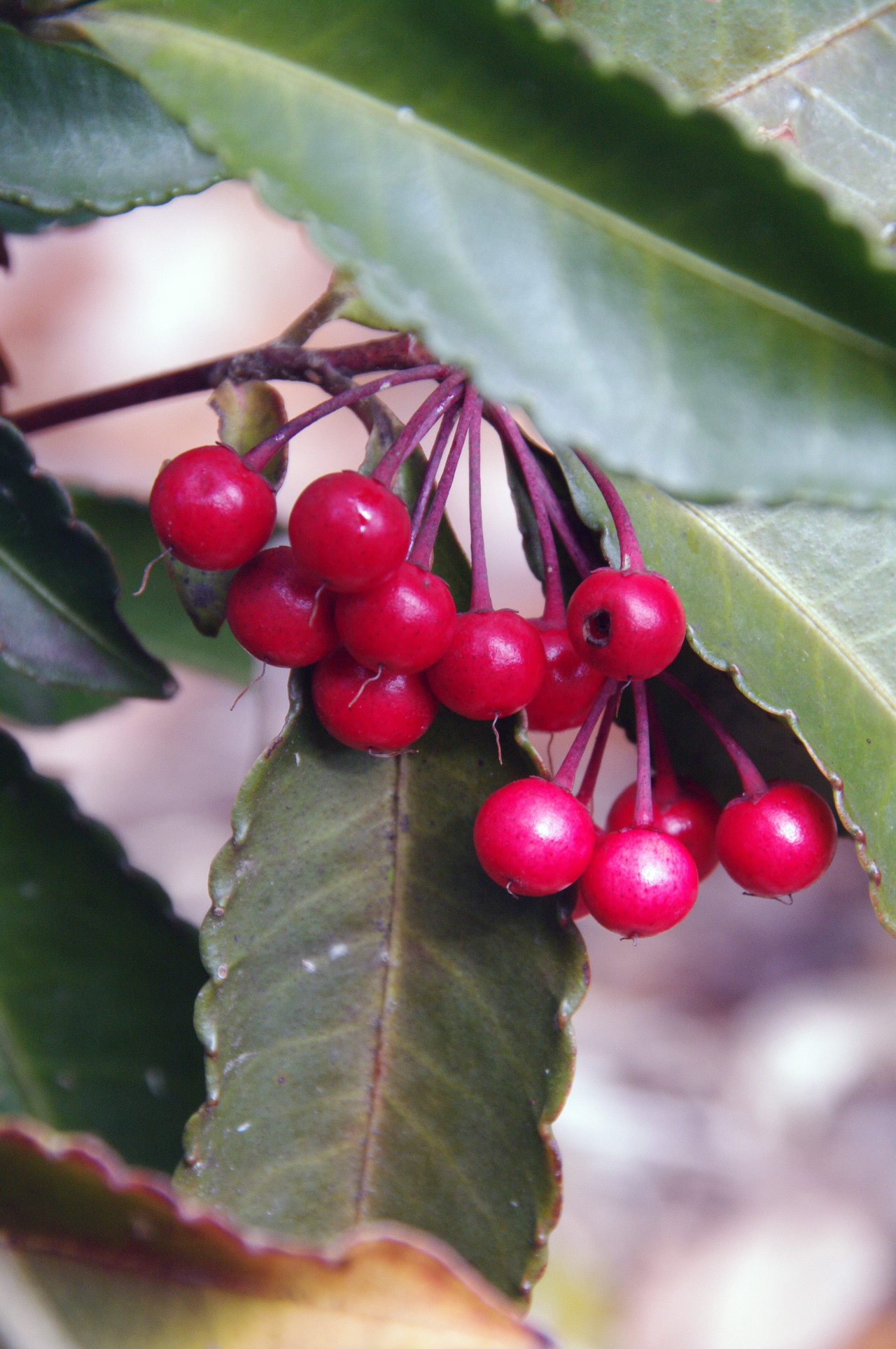 滋賀のお山の草木の実たち 鈴鹿 比良 伊吹の果実特集 ヤマノボラー Minaphmさんの琵琶湖 北側の活動日記 Yamap ヤマップ