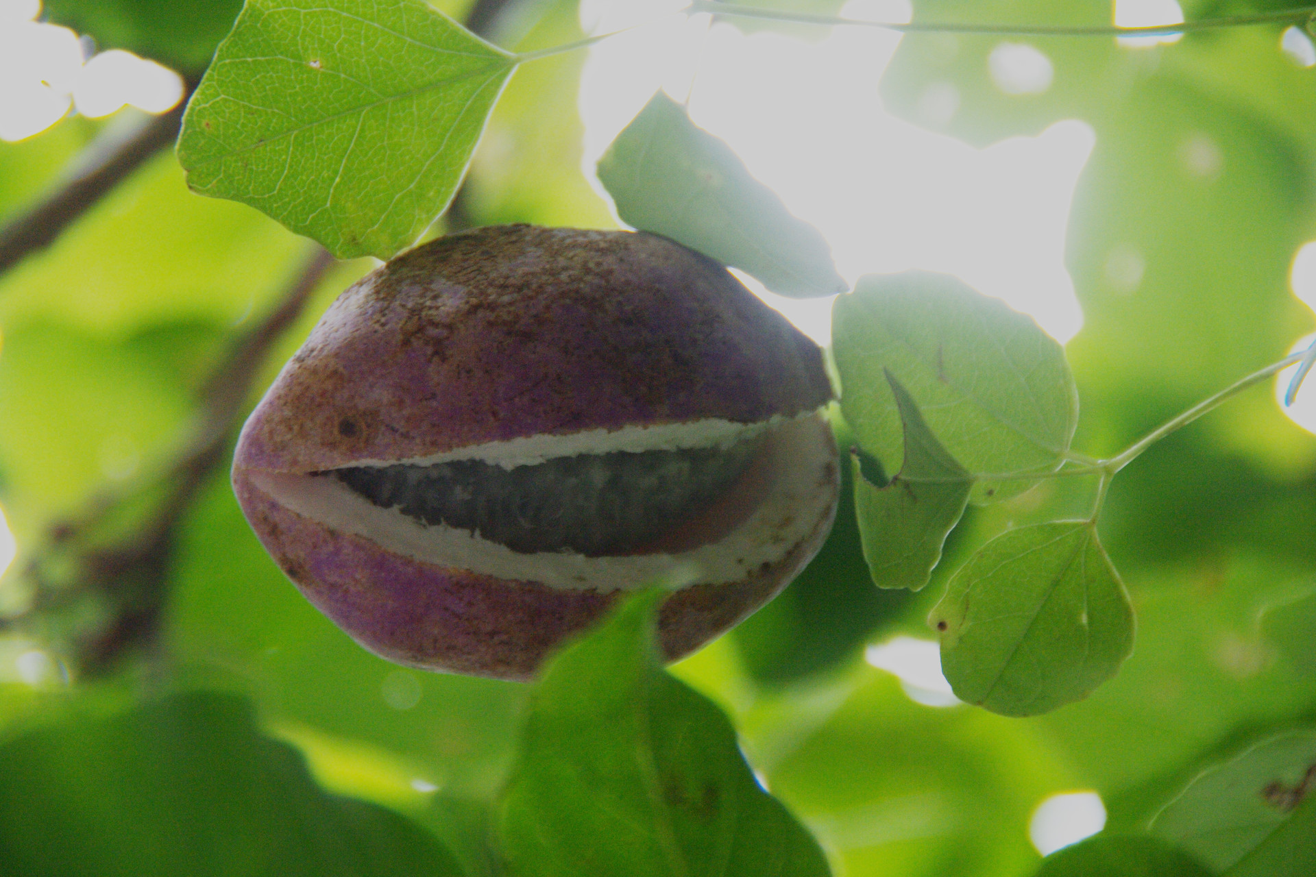 滋賀のお山の草木の実たち 鈴鹿 比良 伊吹の果実特集 ヤマノボラー Minaphmさんの琵琶湖 北側の活動日記 Yamap ヤマップ