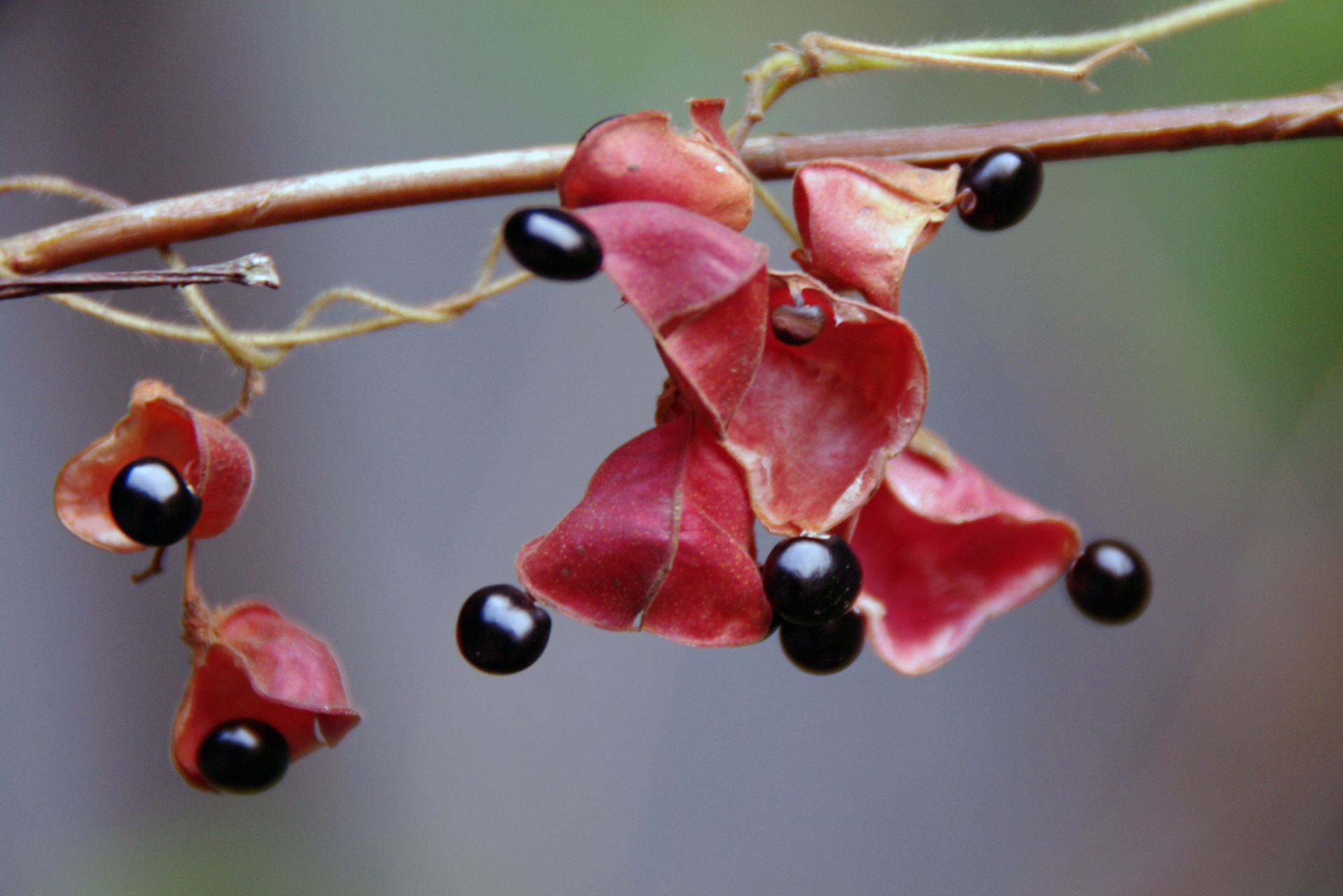 滋賀のお山の草木の実たち 鈴鹿 比良 伊吹の果実特集 ヤマノボラー Minaphmさんの琵琶湖 北側の活動日記 Yamap ヤマップ