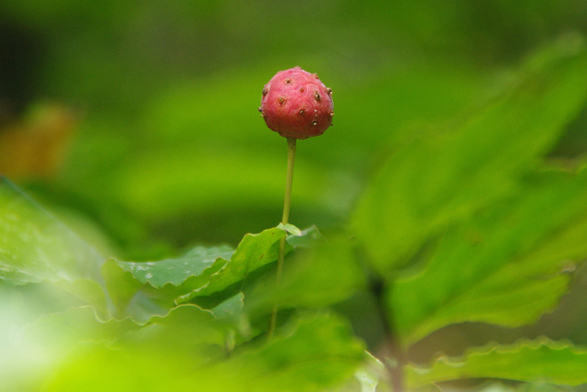 滋賀のお山の草木の実たち 鈴鹿 比良 伊吹の果実特集 ヤマノボラー Minaphmさんの琵琶湖 北側の活動日記 Yamap ヤマップ