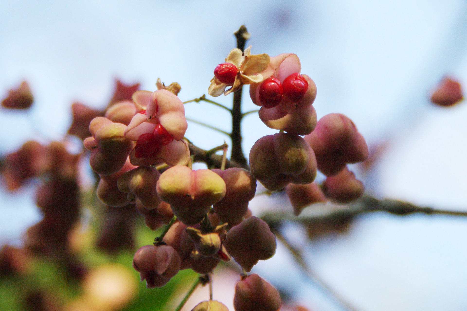 滋賀のお山の草木の実たち 鈴鹿 比良 伊吹の果実特集 ヤマノボラー Minaphmさんの琵琶湖 北側の活動日記 Yamap ヤマップ