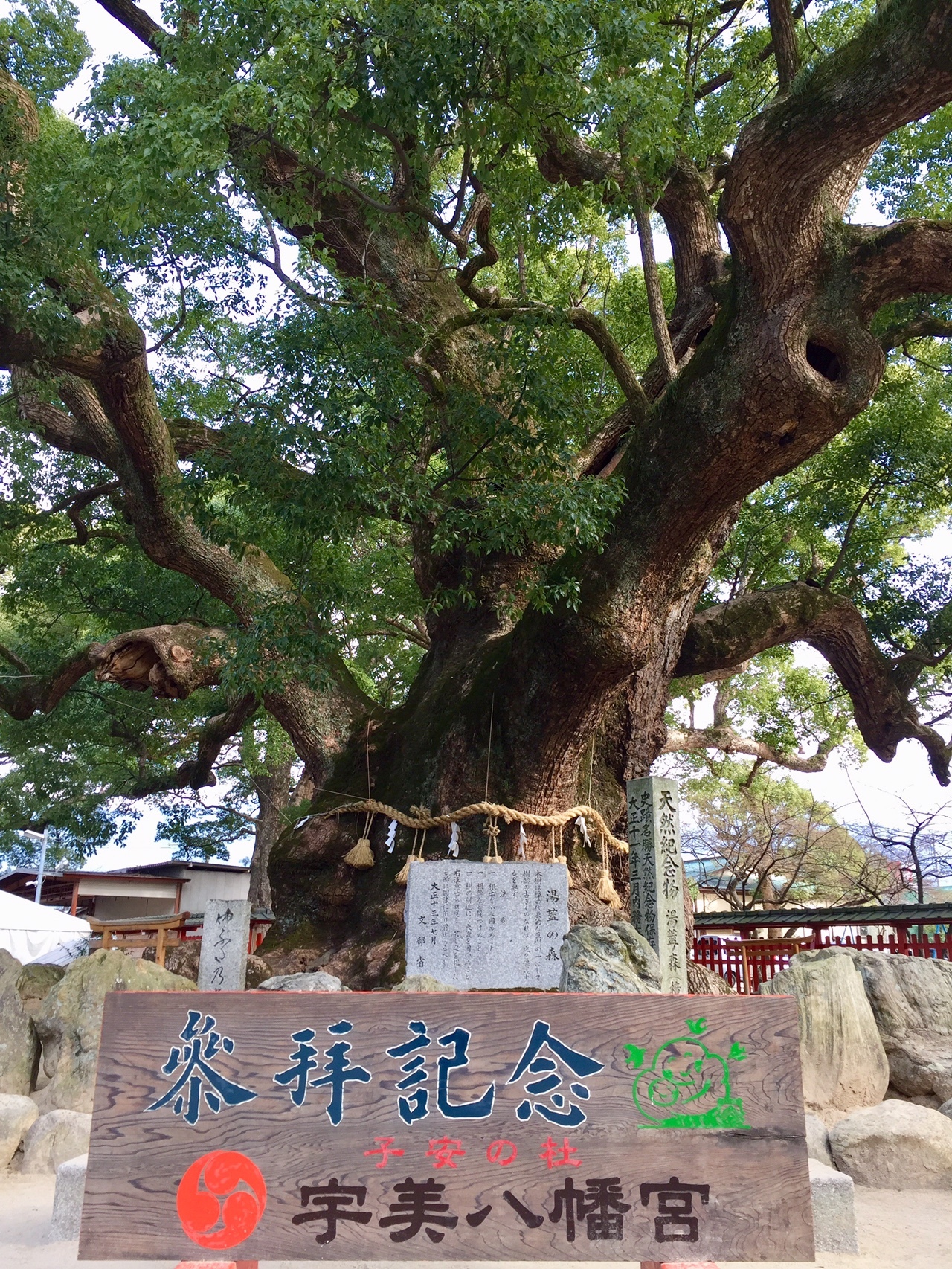樟 楠 巨木探訪シリーズ 宇美八幡宮の大樟 第5位 しょうやんさんの井野山の活動日記 Yamap ヤマップ