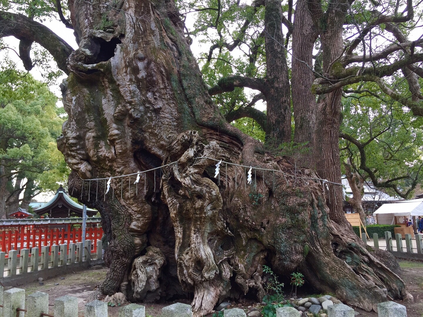 樟 楠 巨木探訪シリーズ 宇美八幡宮の大樟 第5位 しょうやんさんの井野山の活動日記 Yamap ヤマップ