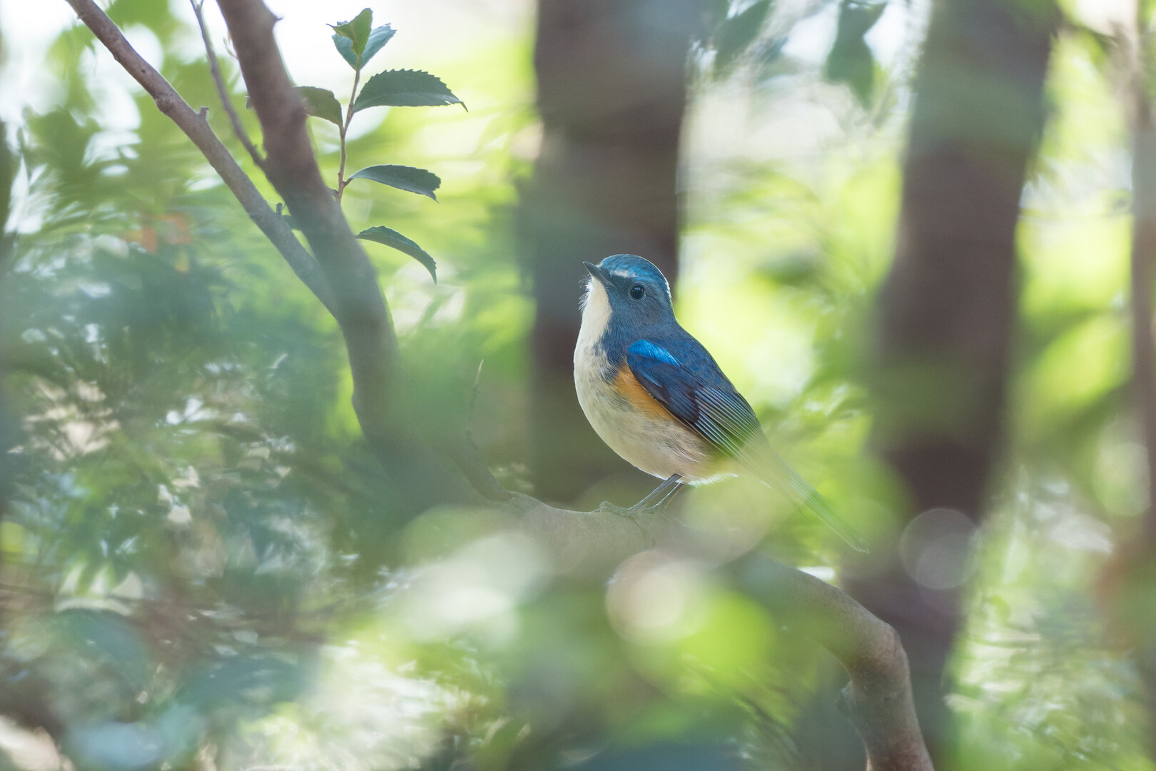 愛知健康の森と大高緑地公園にて鳥さん歩 Gamaさんの名古屋市の活動データ Yamap ヤマップ
