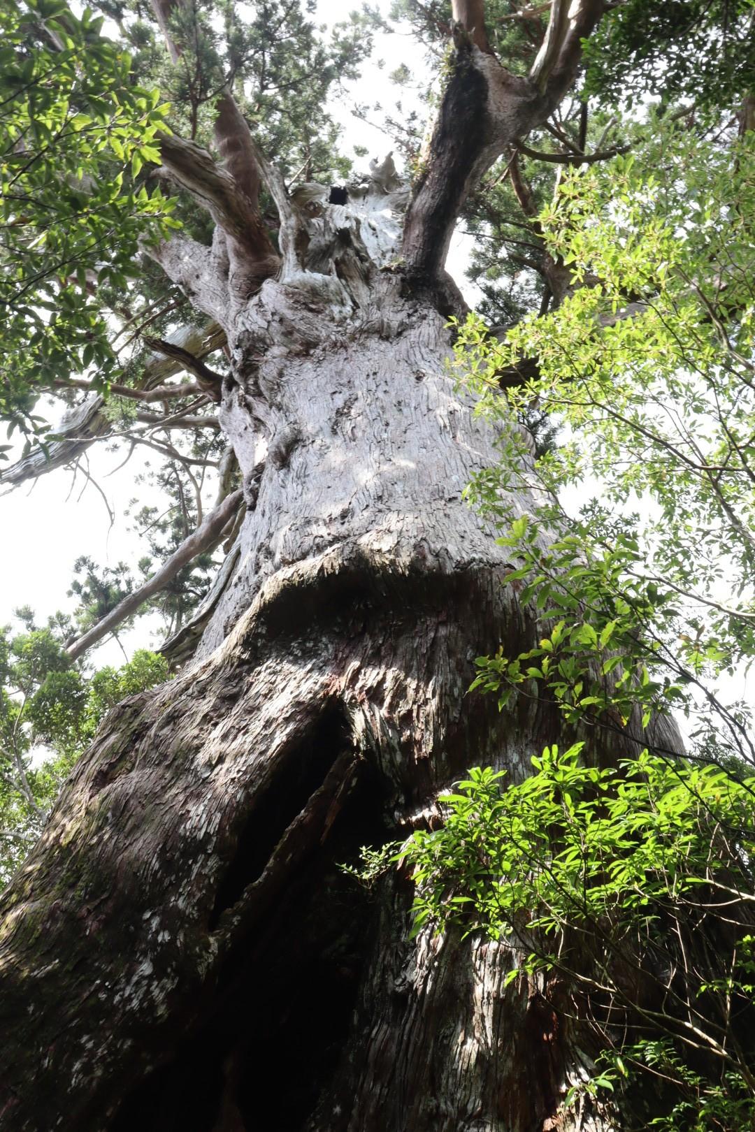 万代杉-モッチョム太郎-モッチョム岳 往復コースの地図・登山ルート