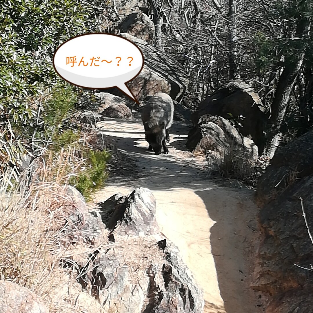 ロックガーデン 六甲山最高峰 六甲ガーデンテラス ふくさんの六甲山 長峰山 摩耶山の活動日記 Yamap ヤマップ