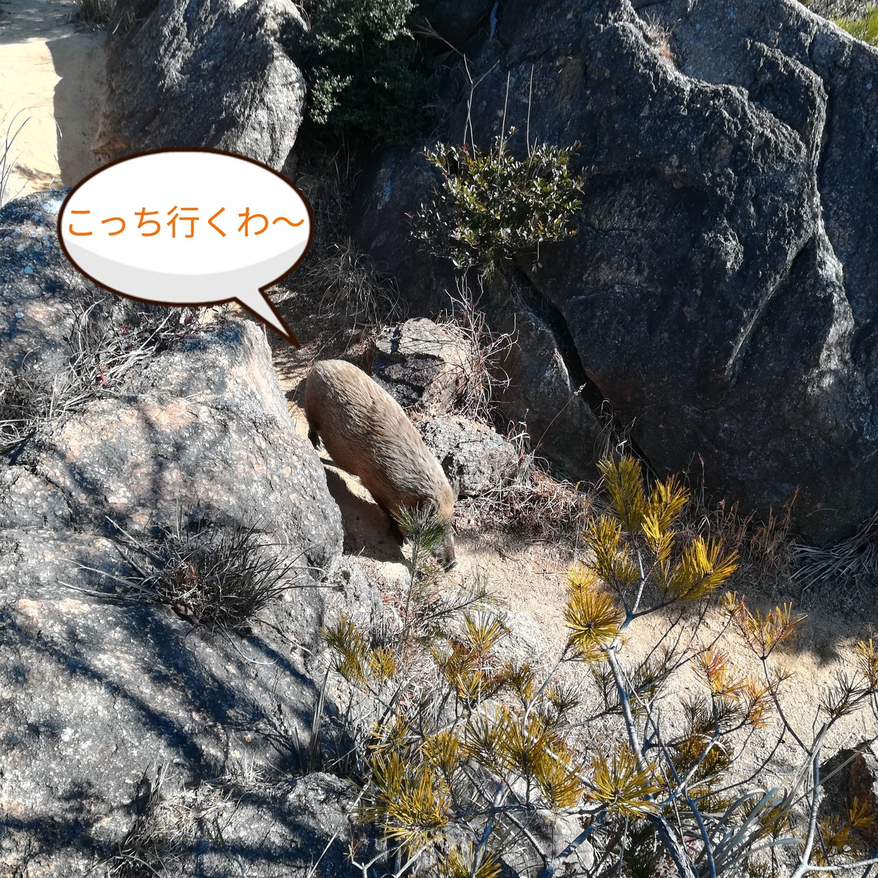 ロックガーデン 六甲山最高峰 六甲ガーデンテラス ふくさんの六甲山 長峰山 摩耶山の活動日記 Yamap ヤマップ