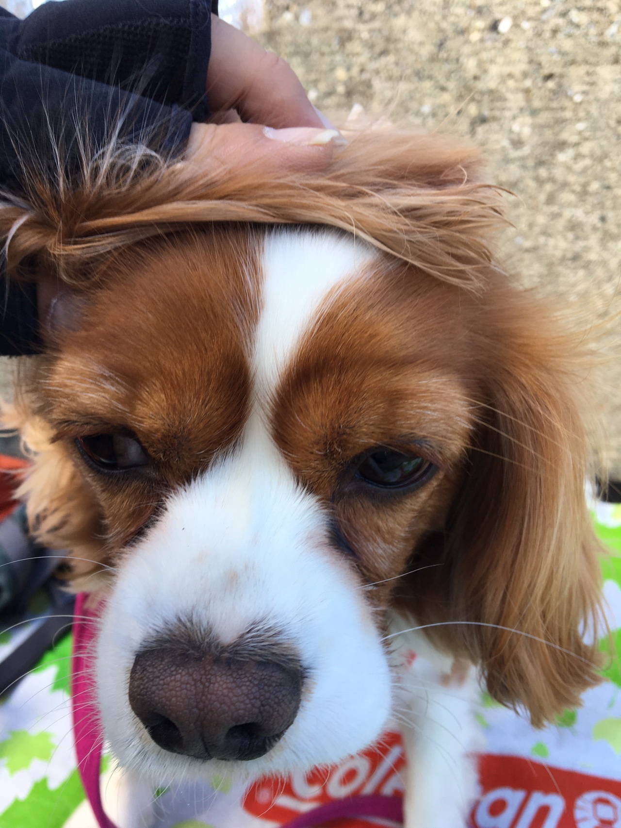 大川原高原 旭ヶ丸 19 01 14 シンジさんの徳島市の活動日記 Yamap ヤマップ