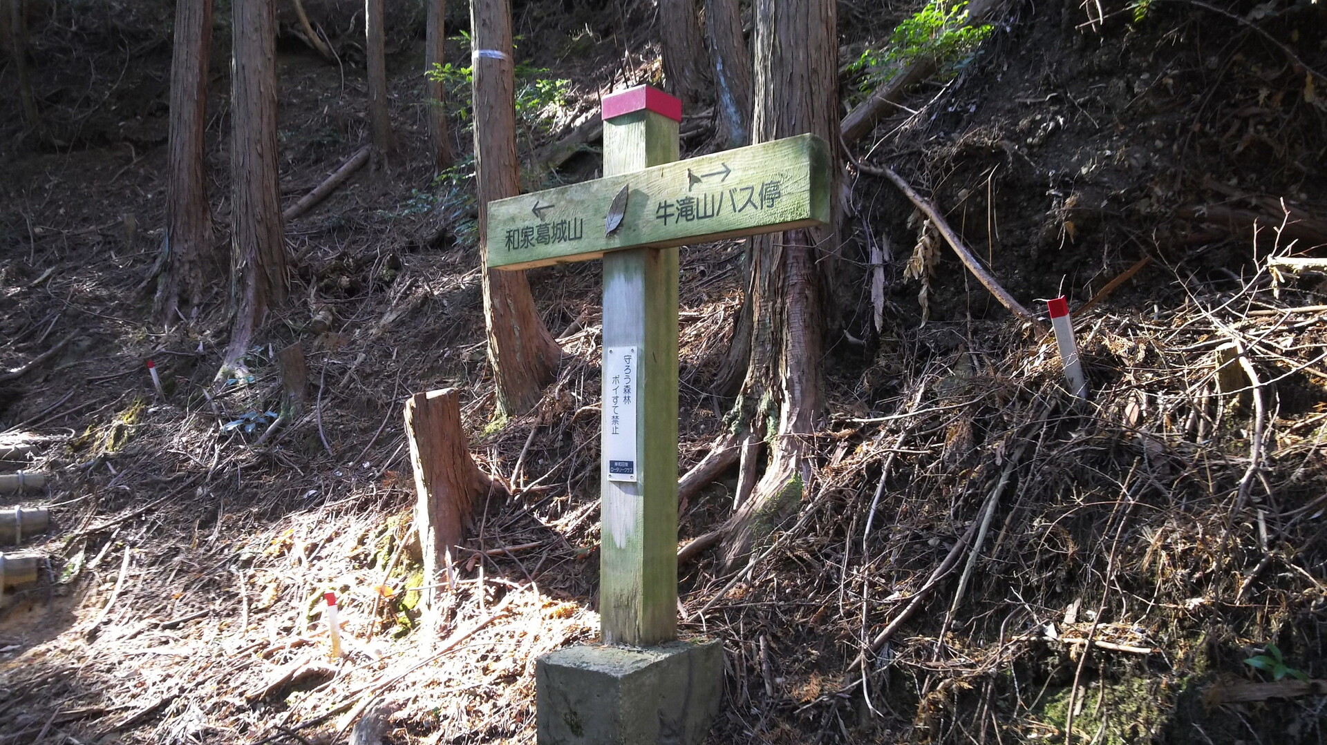牛滝温泉 いよやかの郷 目的で和泉葛城山を登ってきました Tak178さんの槇尾山 槙尾山 和泉葛城山 神於山の活動データ Yamap ヤマップ