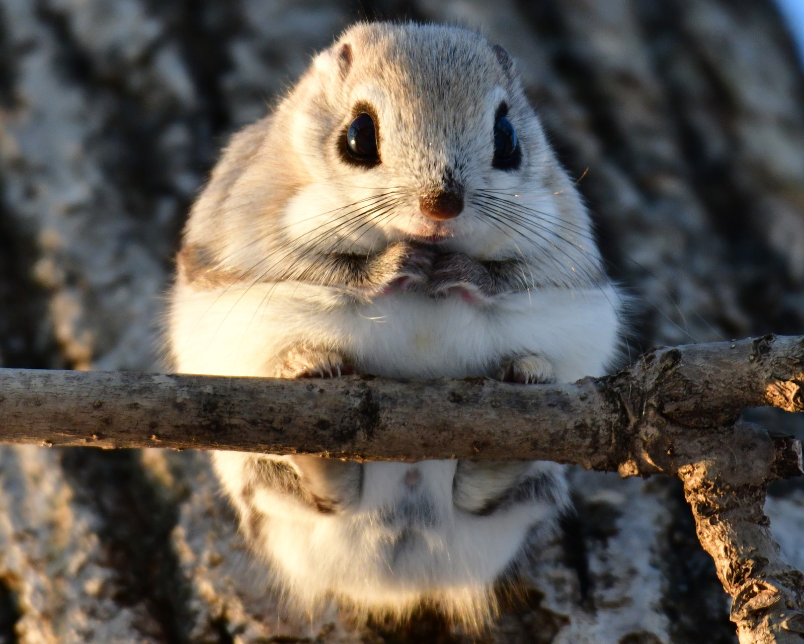 エゾモモンガ けんさんの大雪山系 旭岳 トムラウシの活動日記 Yamap ヤマップ