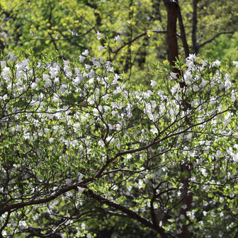 塩原前山（今年お初のシロヤシオ）-2025-05-03 / 野球親爺さんの高原山