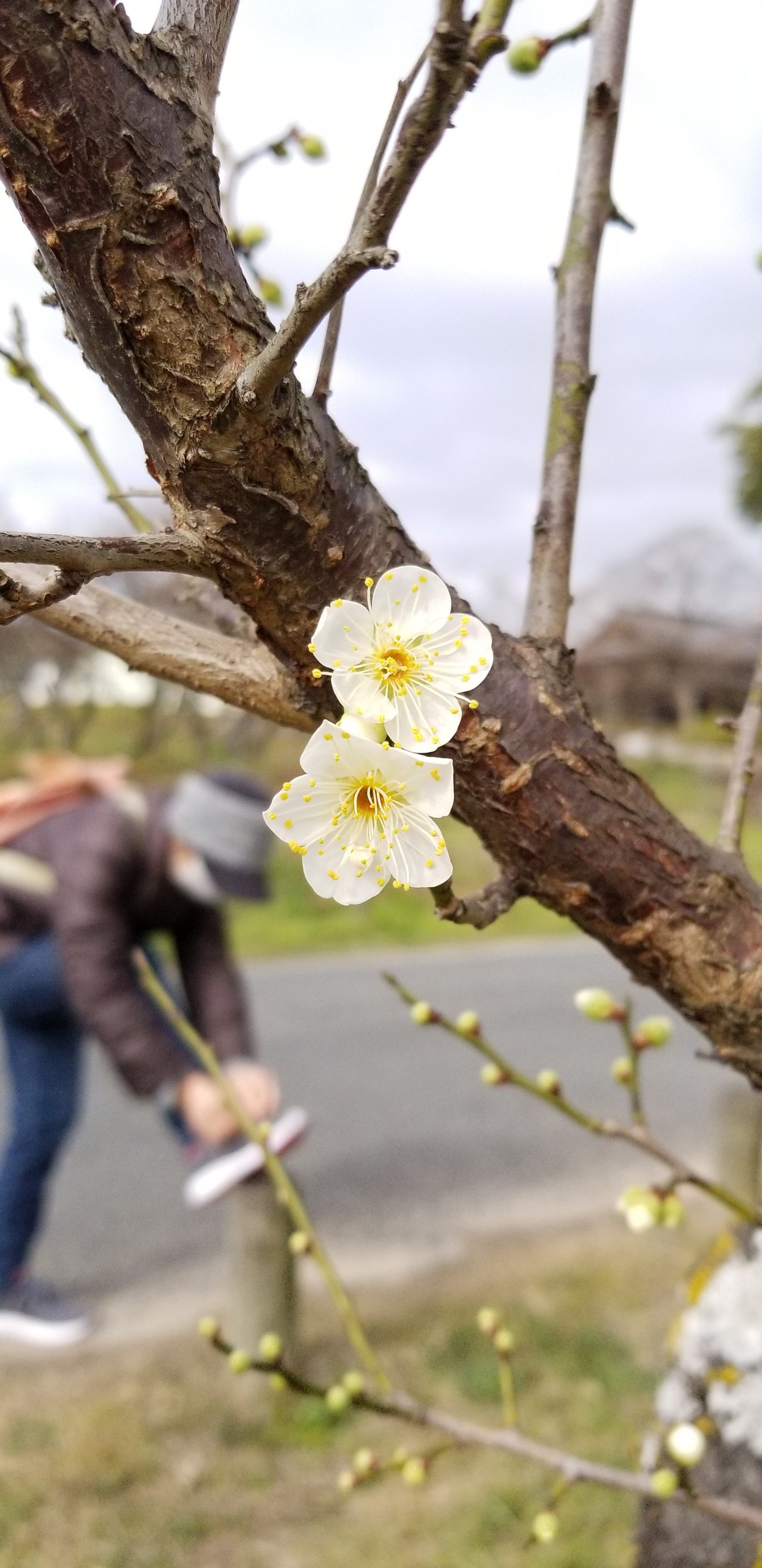 太宰府市民の森へ散歩 さやかさんの四王寺山 大城山 大原山の活動データ Yamap ヤマップ