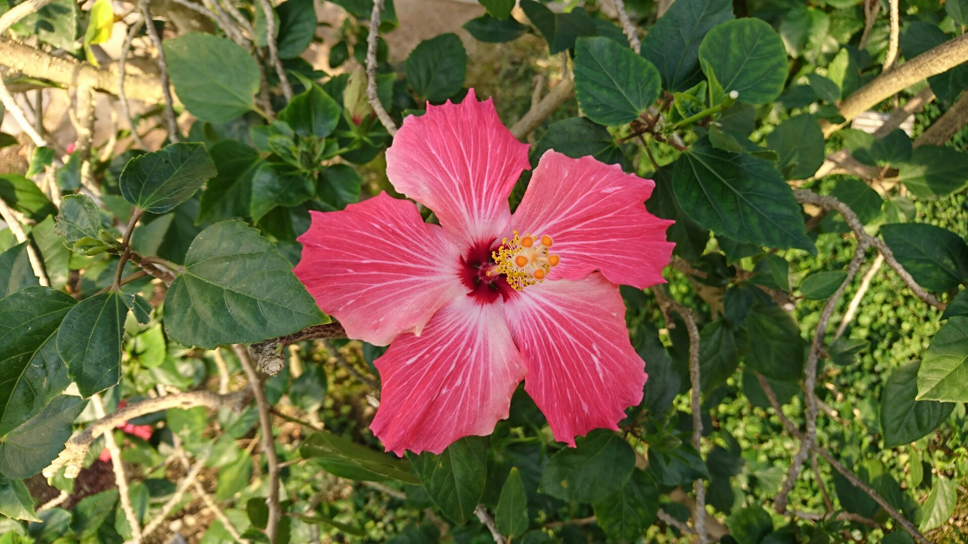 鶴見緑地 咲くやこの花館 Popなきのこ展 やぶーさんの大阪市の活動日記 Yamap ヤマップ