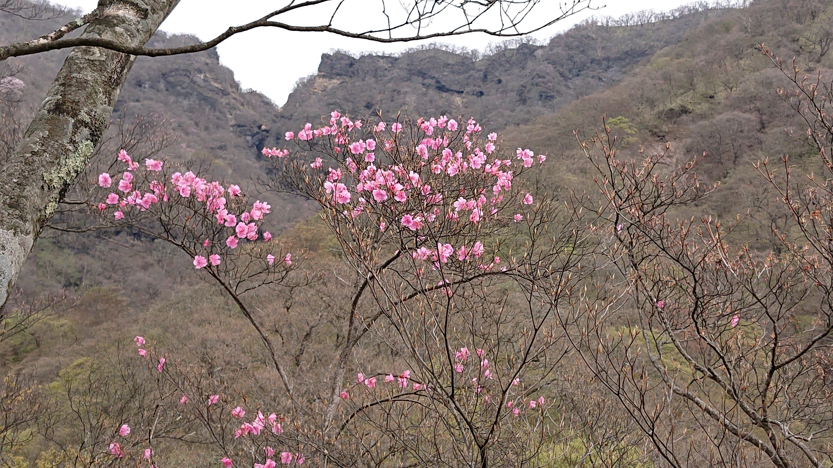 つつじが峰から長七郎山下山は茶ノ木畑峠からおおさる公園 05 09 Tmykさんの赤城山 黒檜山 荒山の活動データ Yamap ヤマップ