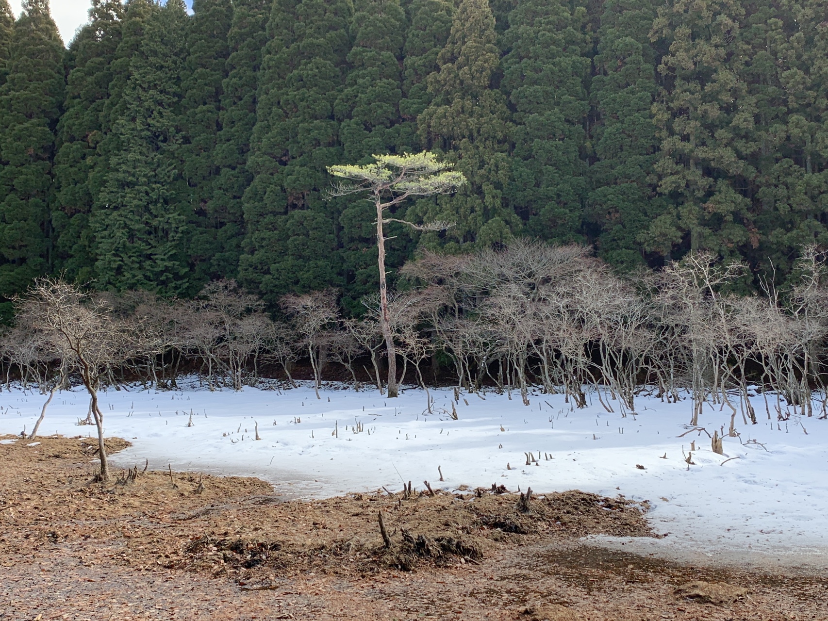 田代池 Nachiさんの多度山 美濃松山 石津御嶽の活動データ Yamap ヤマップ