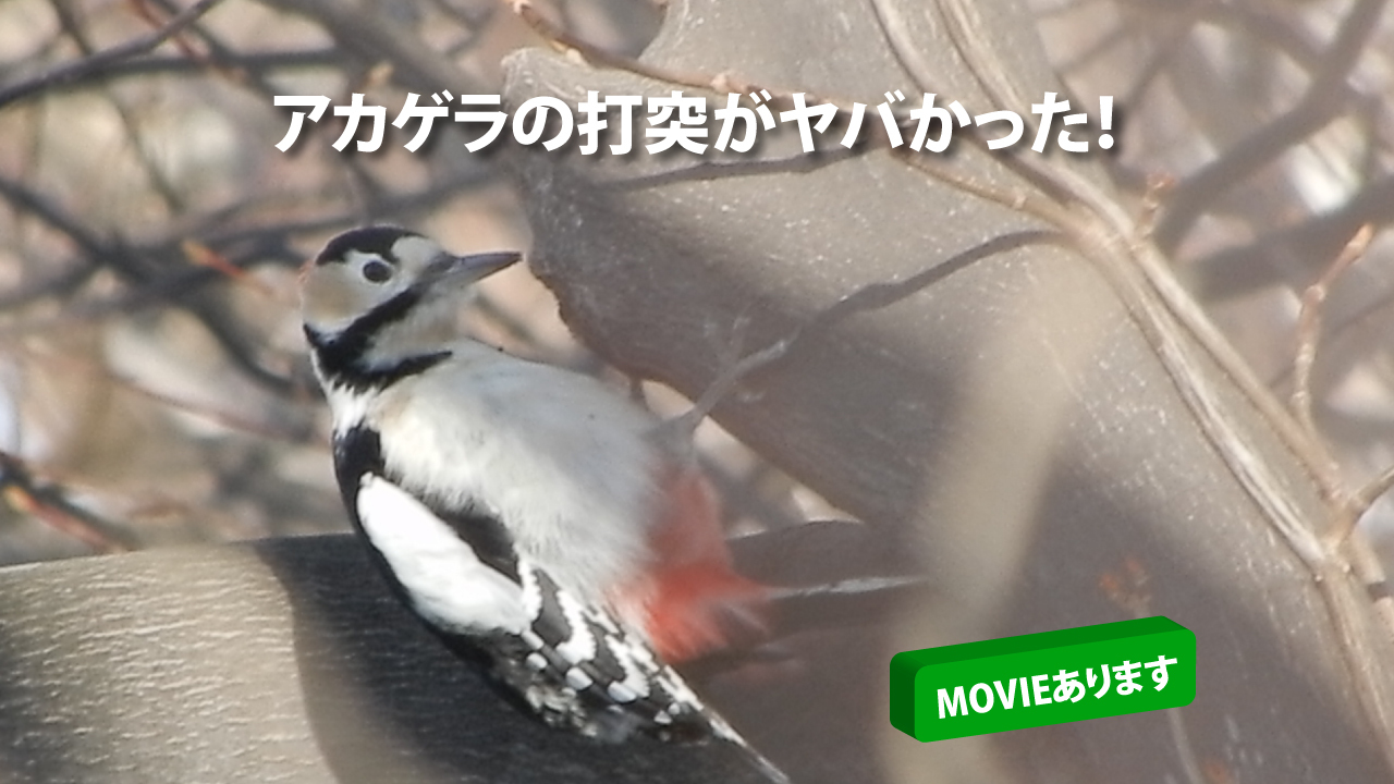 アカゲラのドラミング凄かった Sammyさんの三角山 札幌市 大倉山 円山の活動日記 Yamap ヤマップ