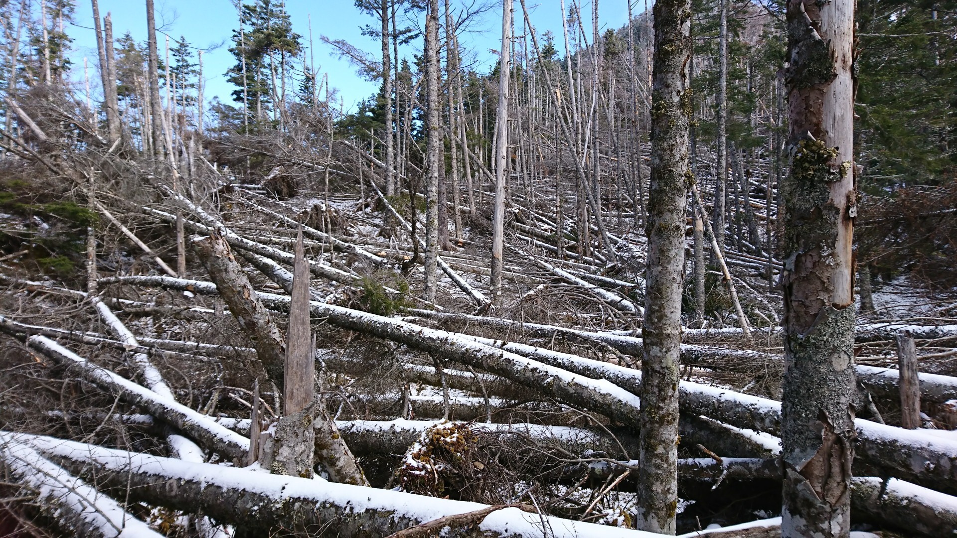 身延山地、繋がりました。 / トミー(孤独の人)さんの山伏・八紘嶺・笹山の活動データ YAMAP / ヤマップ