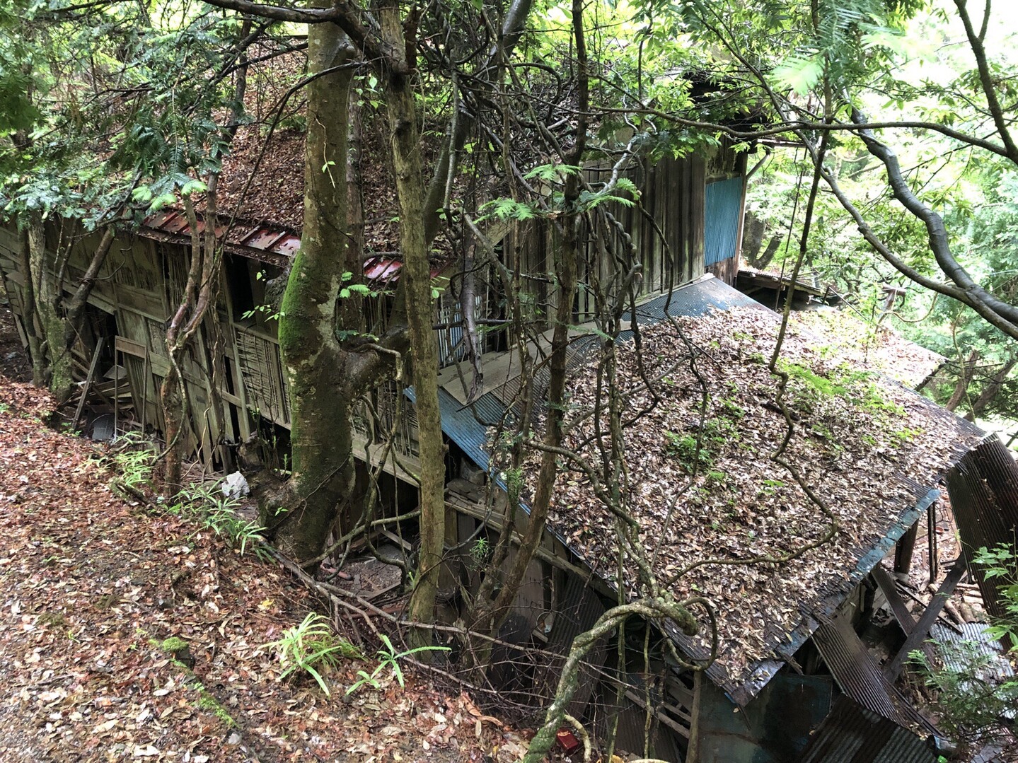 奥多摩から奥武蔵へ 鳥首峠と白岩の廃墟 怖いよ アザラシさんの武甲山 伊豆ヶ岳 小持山の活動日記 Yamap ヤマップ