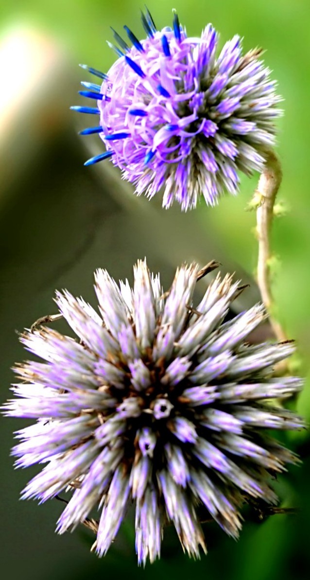 自然保護センター 種松山野草園の花々 奏龍さんの妙見山の活動日記 Yamap ヤマップ