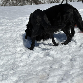 取立山 人懐っこいワンちゃん💓
チューしてもらえた😂
可愛すぎる😍
他のワンちゃん達も可愛かった🎵