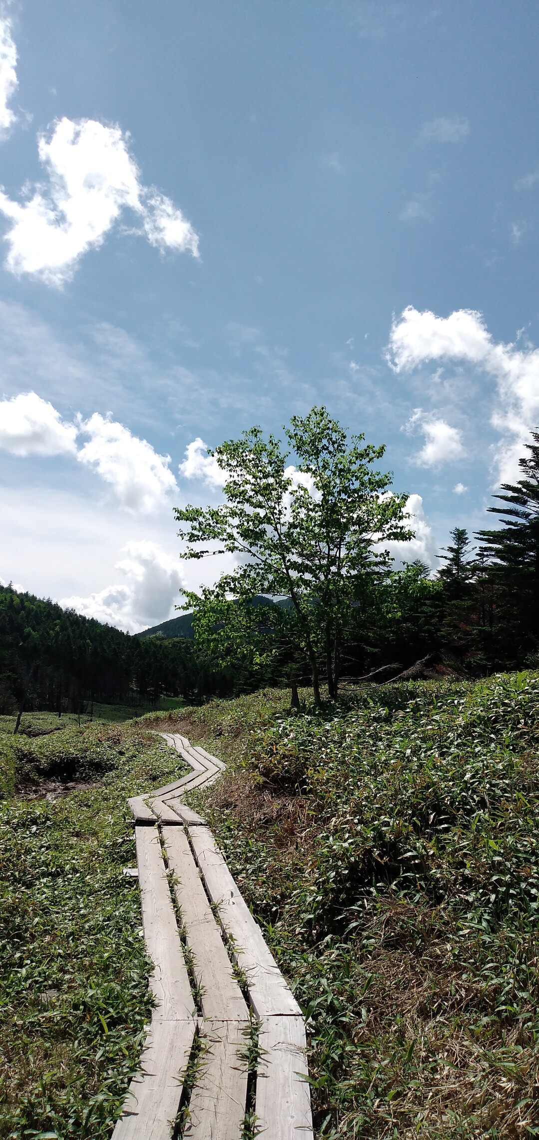 ロープウェイから縞枯山 茶臼山 北横岳 南峰 蓼科山 横岳 縞枯山の写真26枚目 歩きやすい木道が続く Yamap ヤマップ