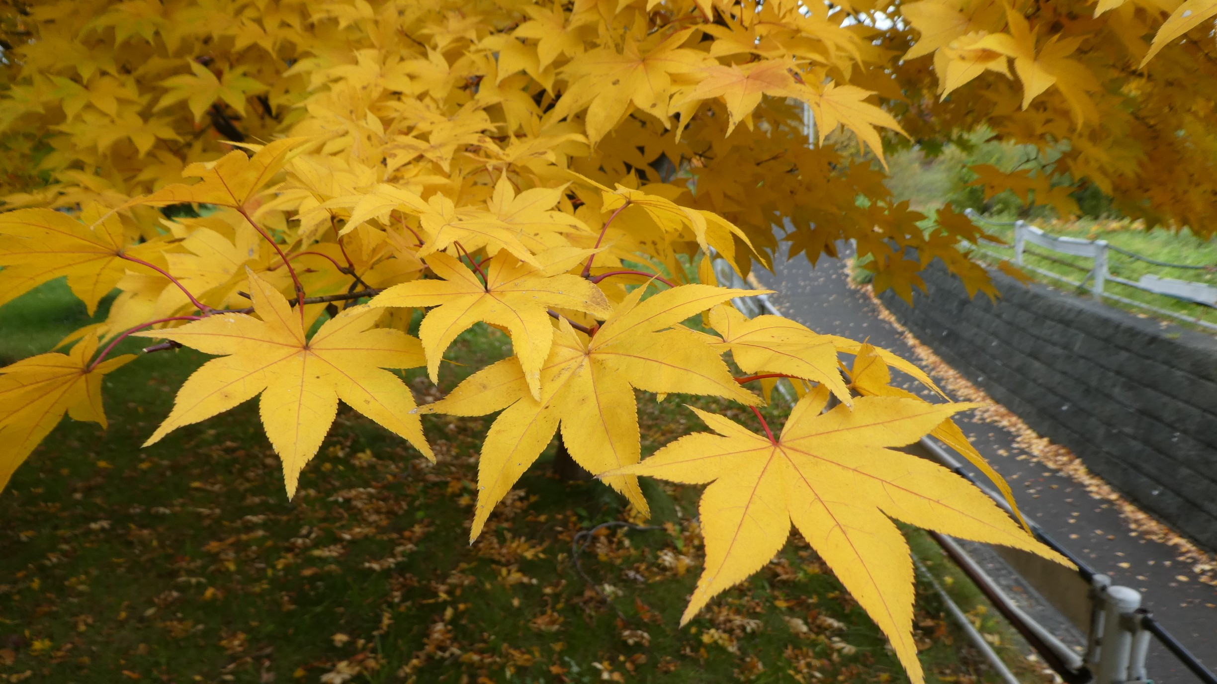 岡田山と紅葉散策ー真駒内公園 藻南公園 中島公園 Chibitaさんの札幌市の活動日記 Yamap ヤマップ