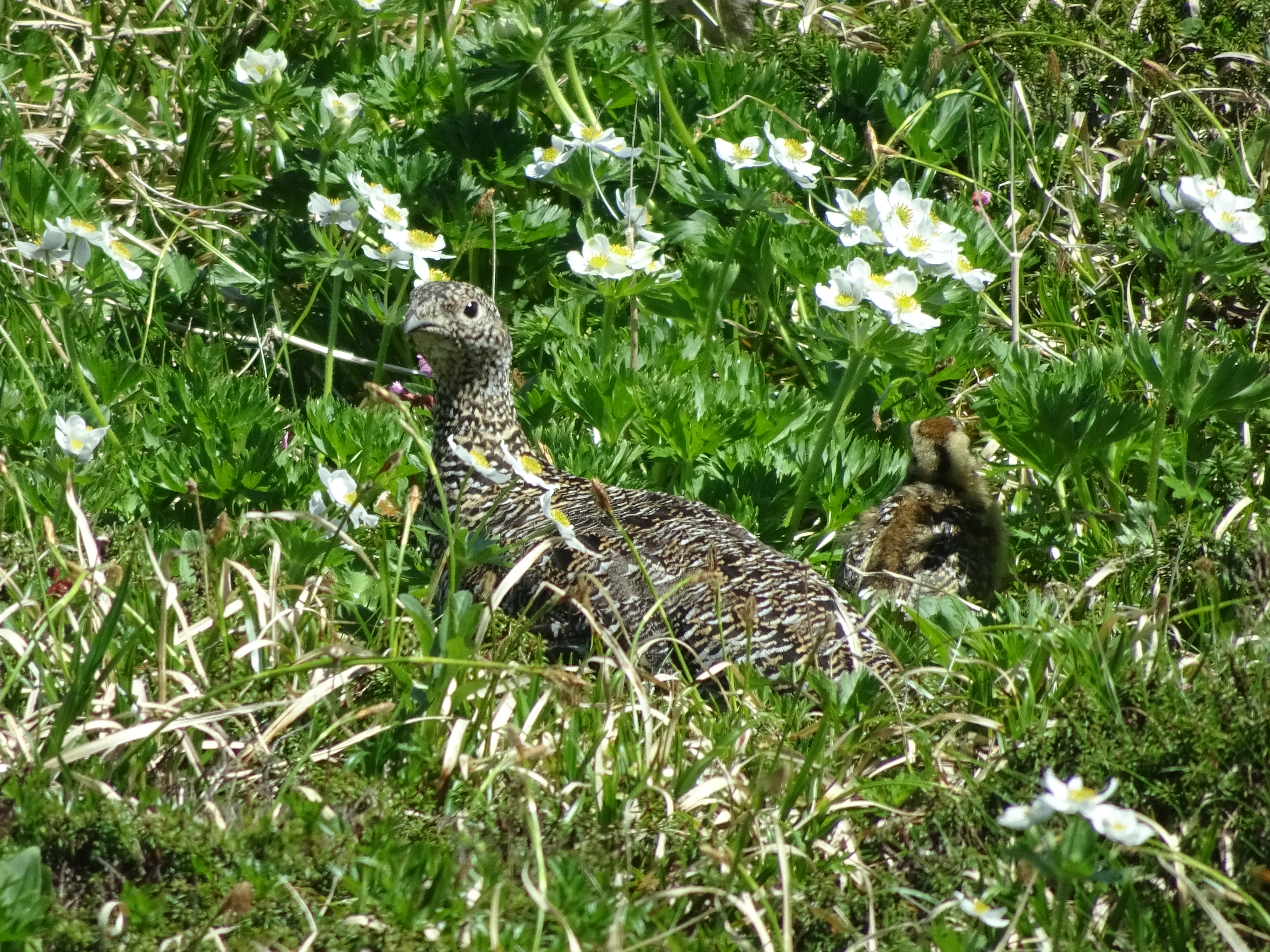雷鳥かわいい立山登山 忘れられた瀬戸焼さんの立山 雄山 浄土山の活動データ Yamap ヤマップ
