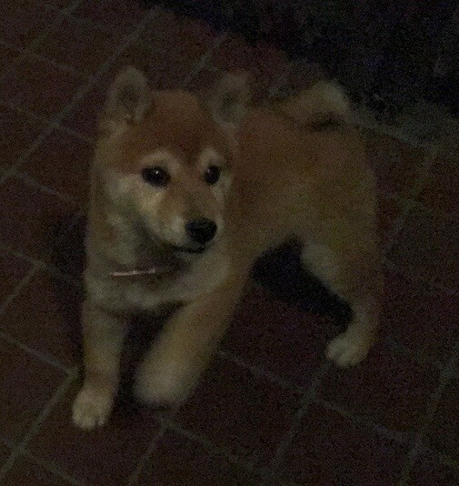 柴犬 仔犬 夜間行動訓練 社会勉強 しばぞ さんの東京都23区 東エリアの活動データ Yamap ヤマップ