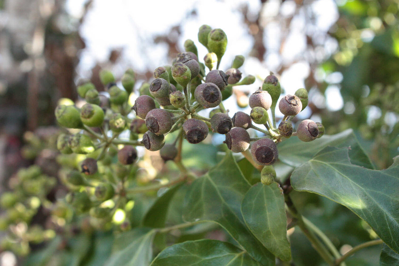 三瀬坂峠から瀧原宮参拝 つき爺さんの熊野古道伊勢路その3の活動日記 Yamap ヤマップ