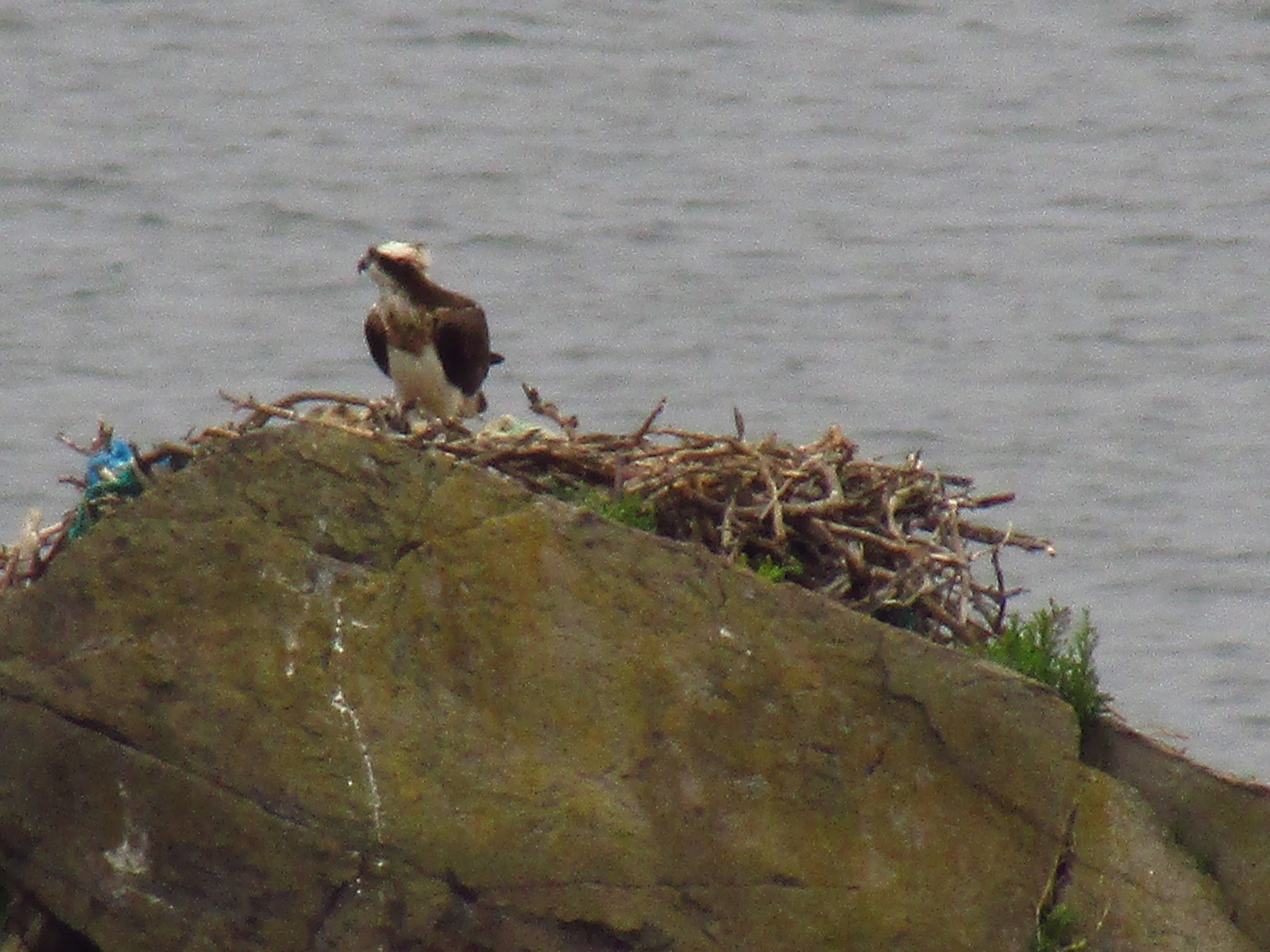 Torip 5 函館山 カモネギさんの函館山の活動データ Yamap ヤマップ