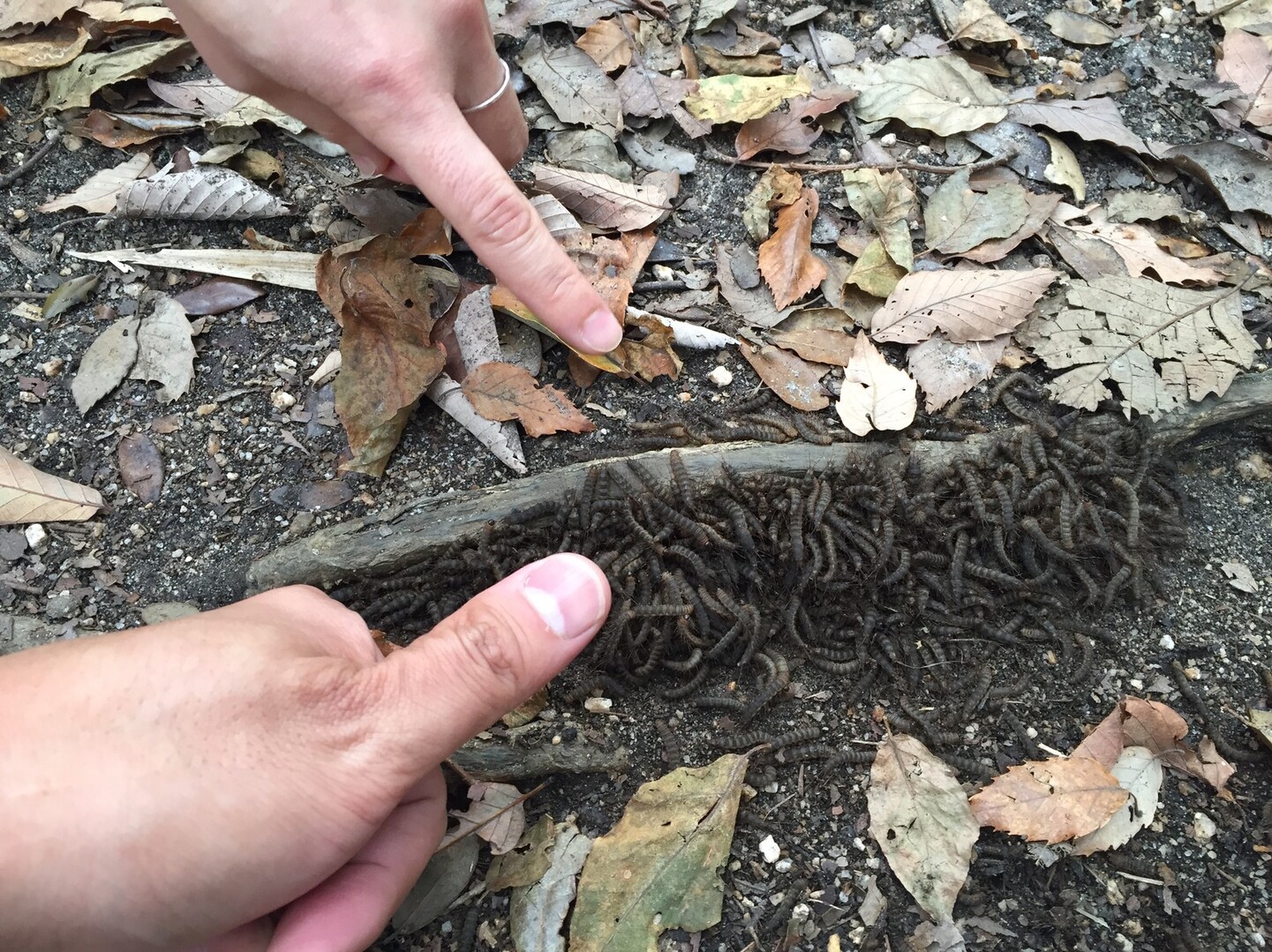 六甲山縦走に向けての下見 六甲山 長峰山 摩耶山の写真8枚目 ケバエの幼虫があちこちで湧いていた Yamap ヤマップ