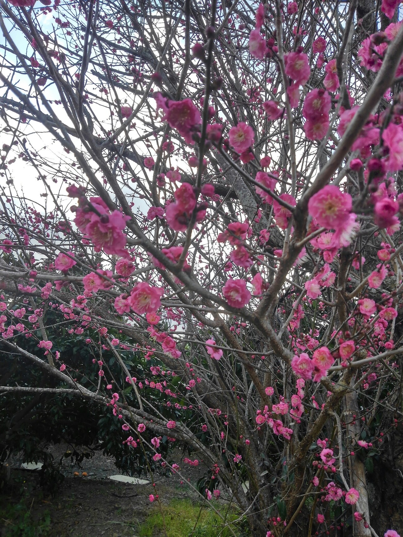 曇りだから日本平に行こう こおろぎさんの日本平の活動日記 Yamap ヤマップ