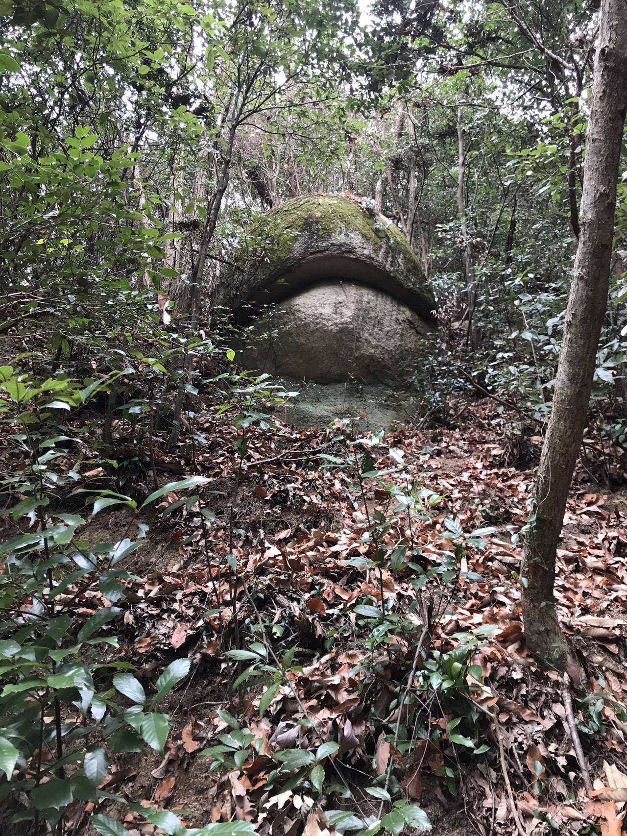 蛇がとぐろを巻いたような形の蛇円山 のぶさんの蛇円山の活動データ Yamap ヤマップ