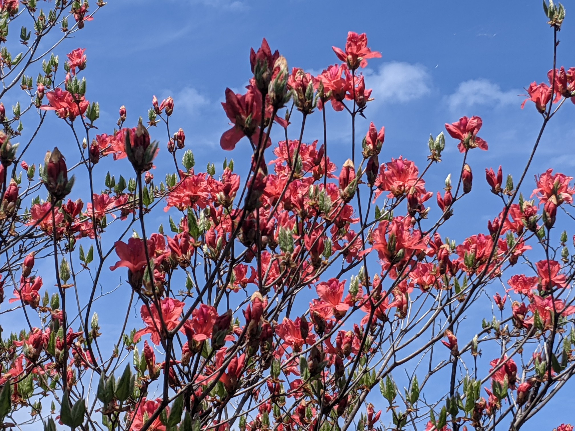 ヒーちゃんと 艶花を愛でる散歩 猫ぐるい山さんの大麻山 天円山の活動データ Yamap ヤマップ