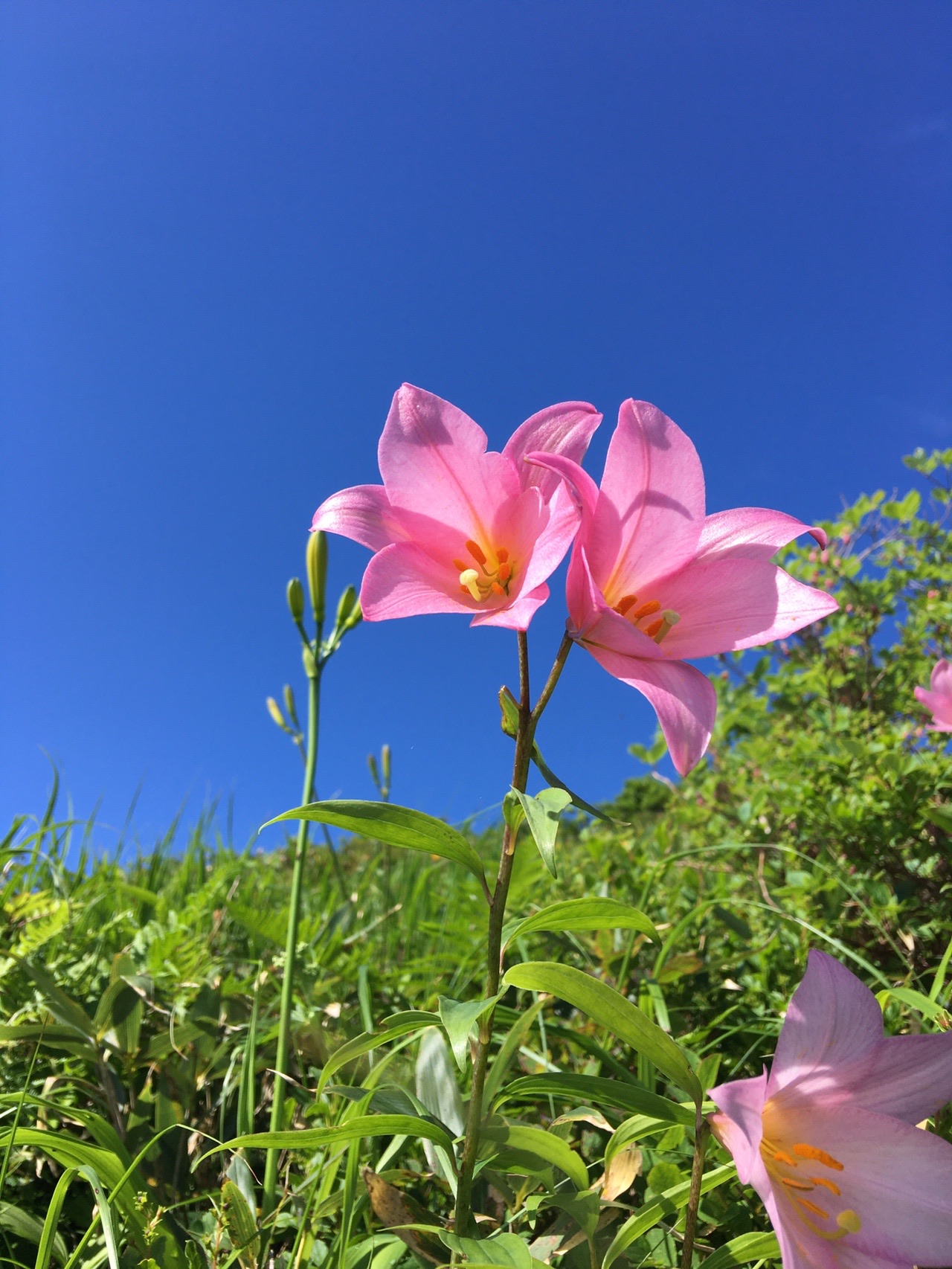 切り合わせテン場 Bateniceさんの飯豊山 大日岳 御西岳の活動データ Yamap ヤマップ