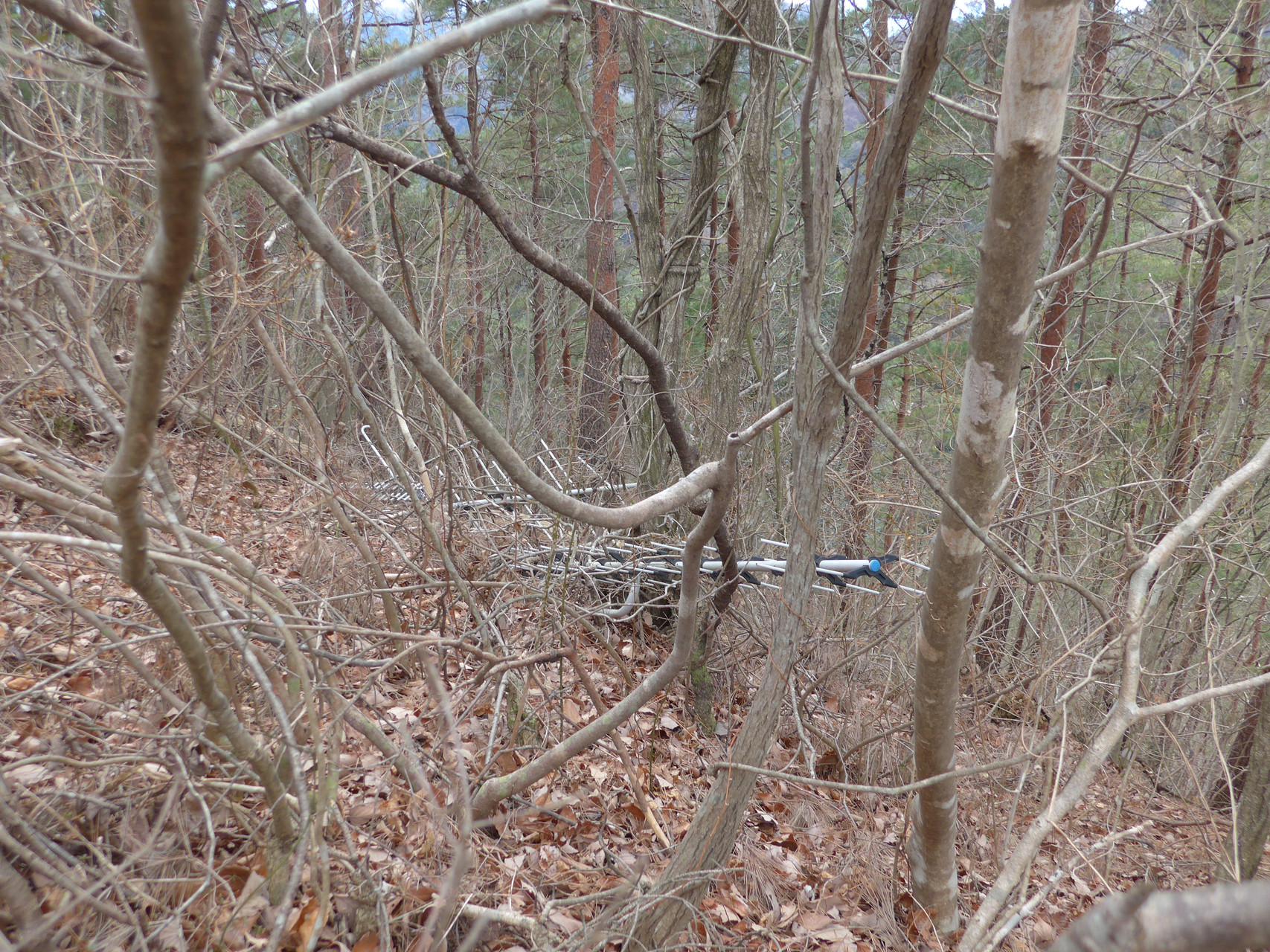 九鬼山 御前山 すんさんの倉岳山 高畑山 九鬼山の活動日記 Yamap ヤマップ