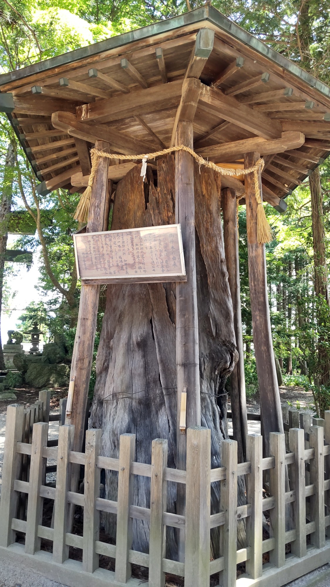 熊野神社の御神木
残念ながら昔落雷により朽ちてますが、丁重に祀られてます。
加助の杖が元だとか・・・・