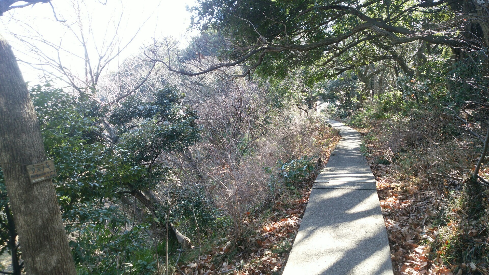 神奈川県横須賀市 吉井・池田地区遺跡郡